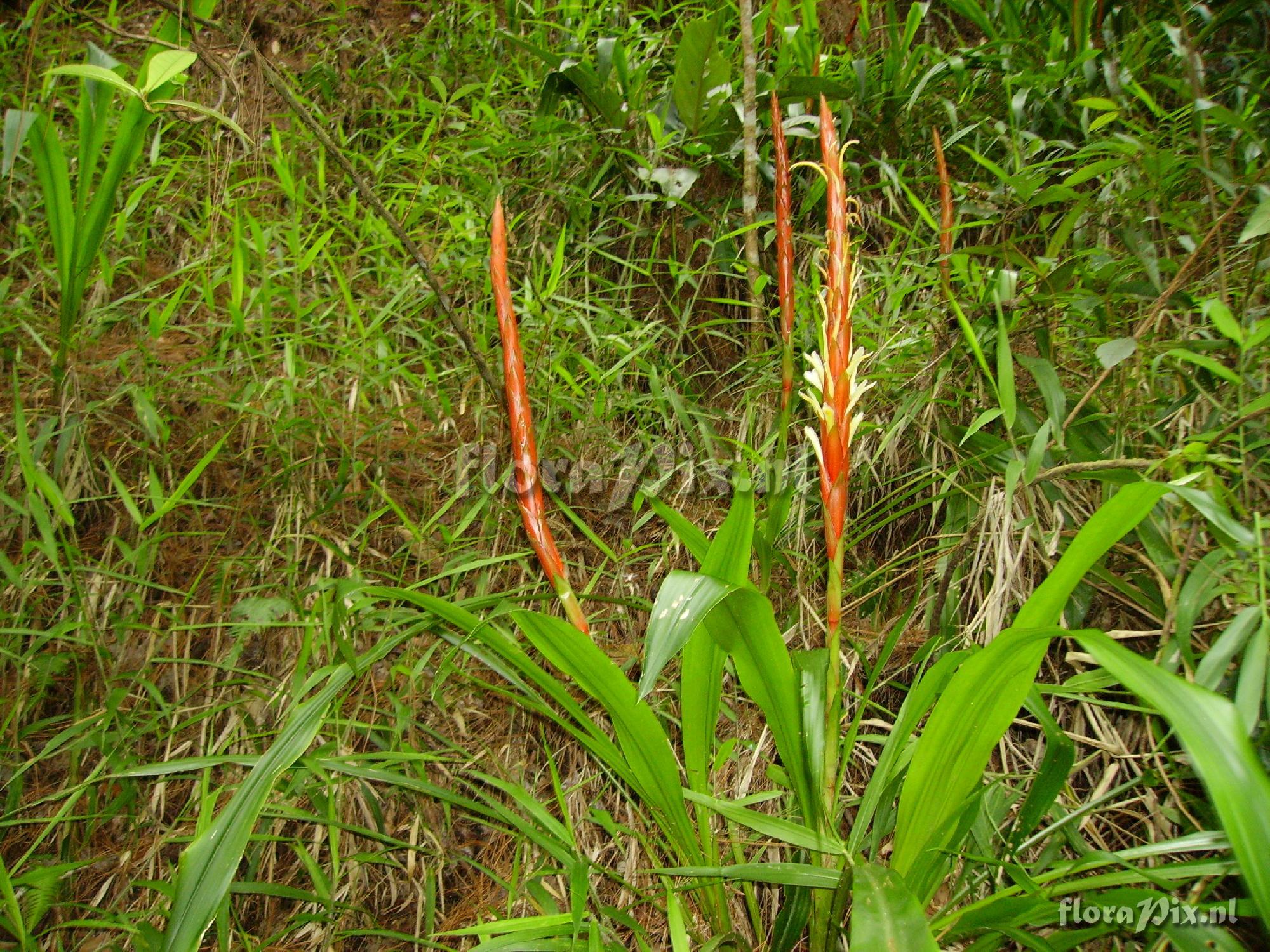 Pitcairnia imbricata