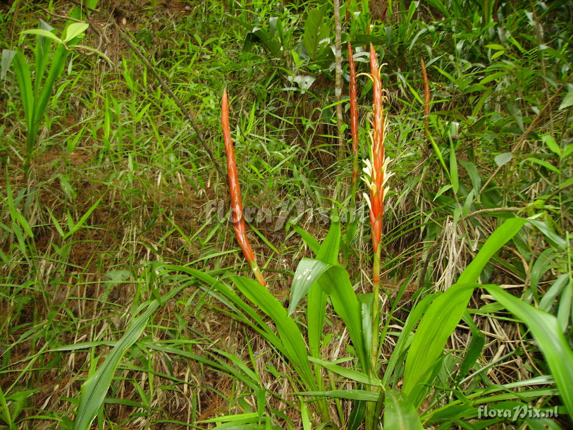 Pitcairnia imbricata