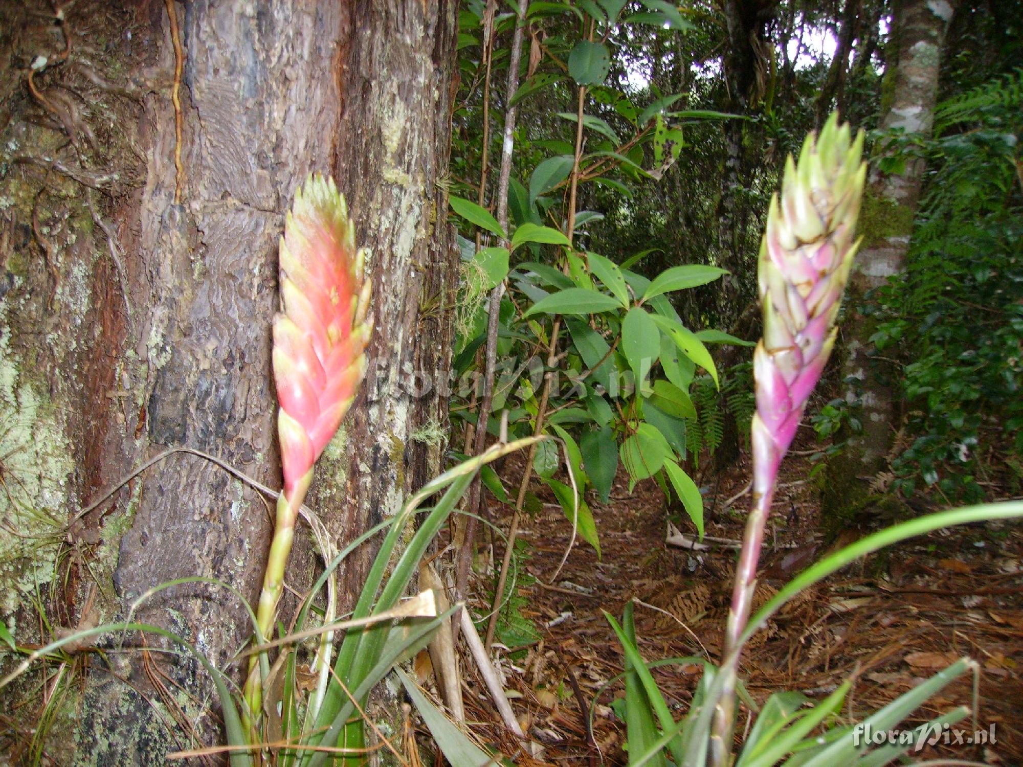 Tillandsia lampropoda