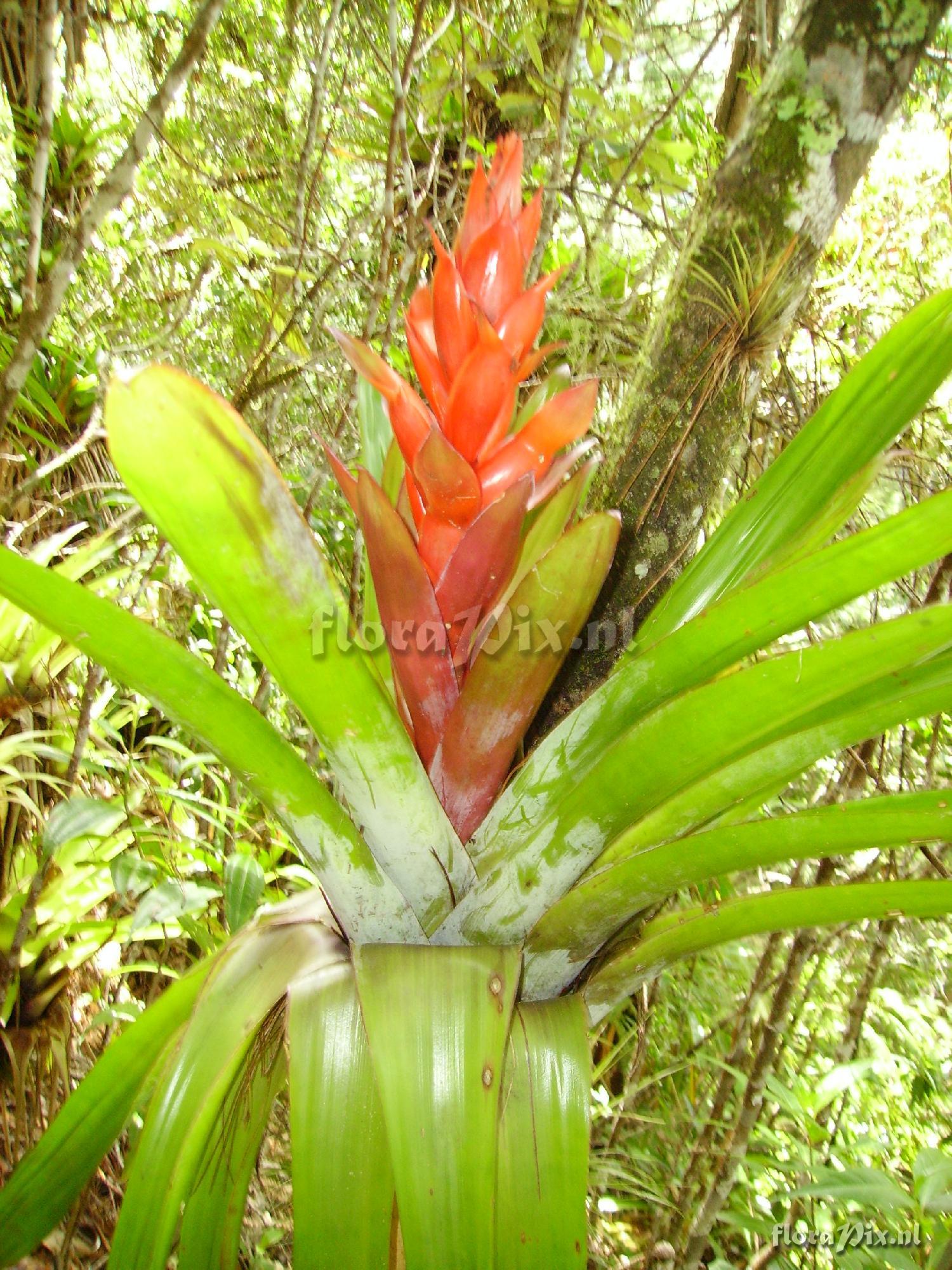 Tillandsia yunckeri