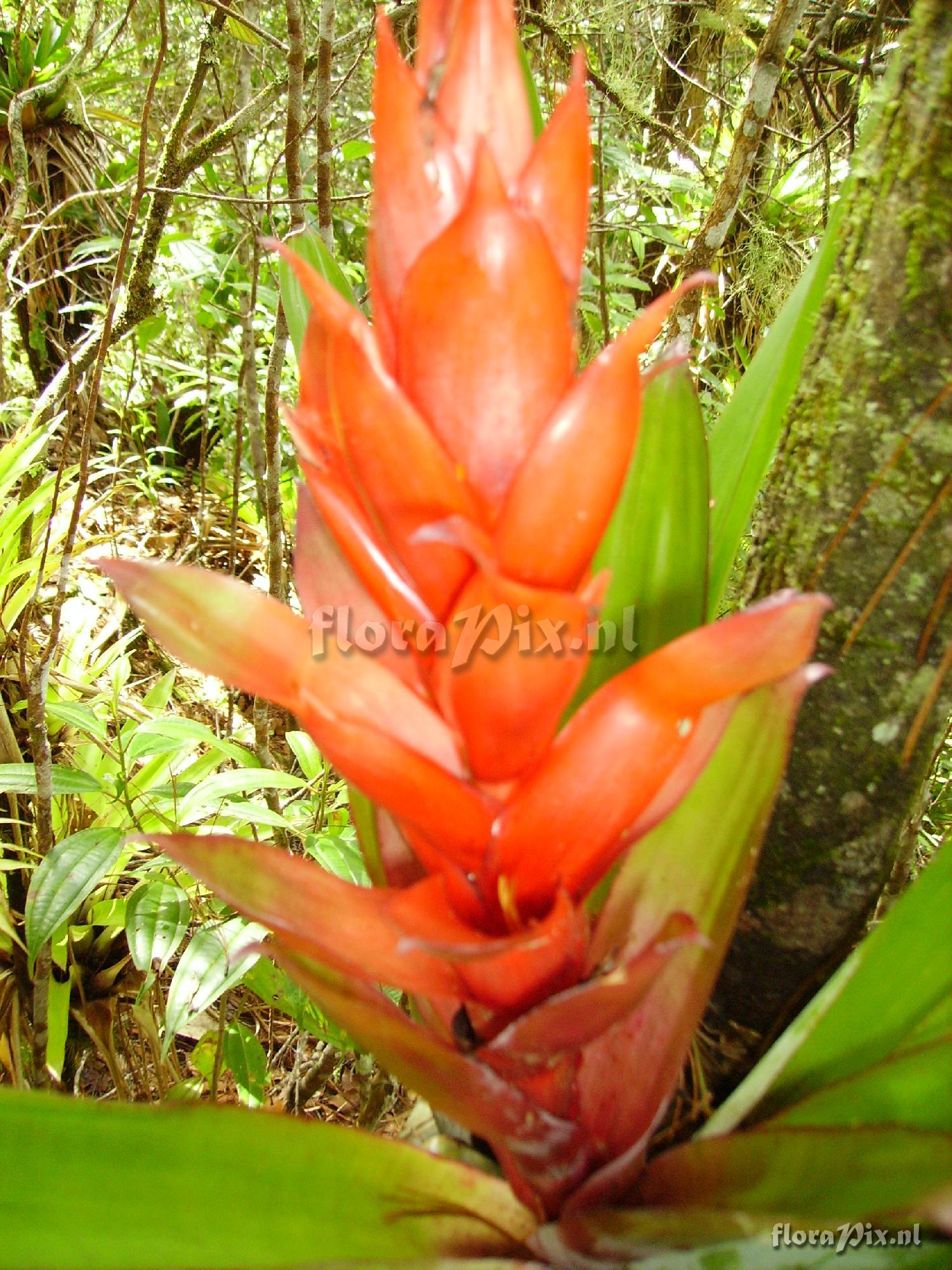 Tillandsia yunckeri