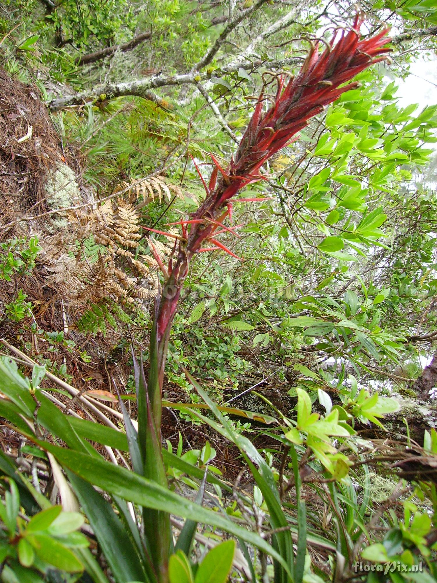 Pitcairnia  calderonii