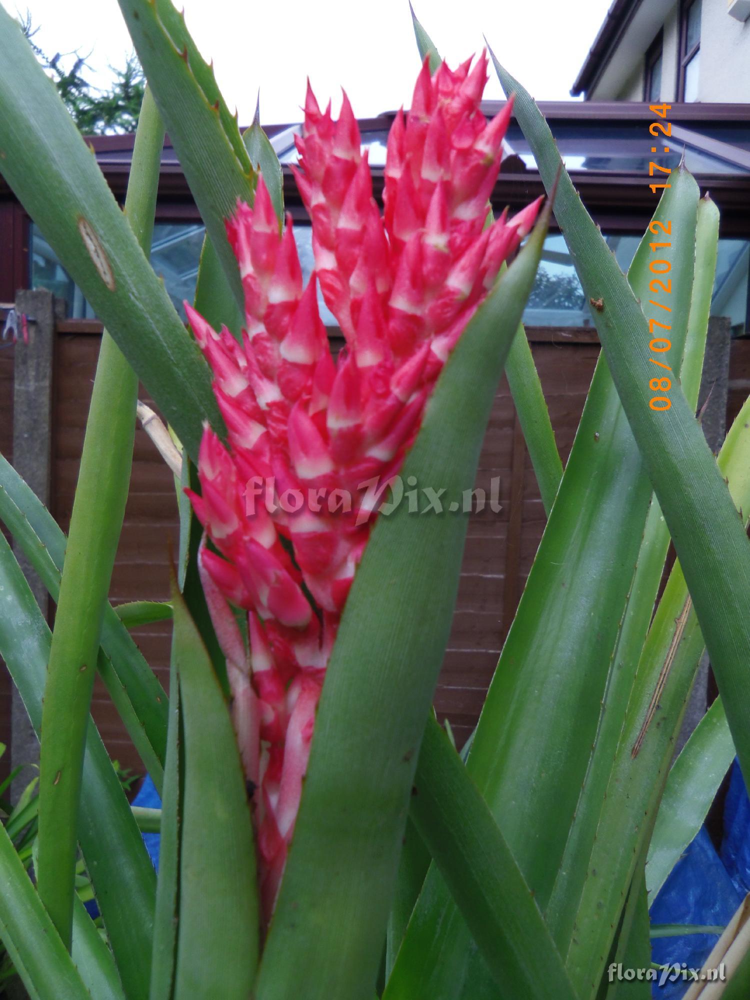 Aechmea distichantha vatr. schlumbergeri