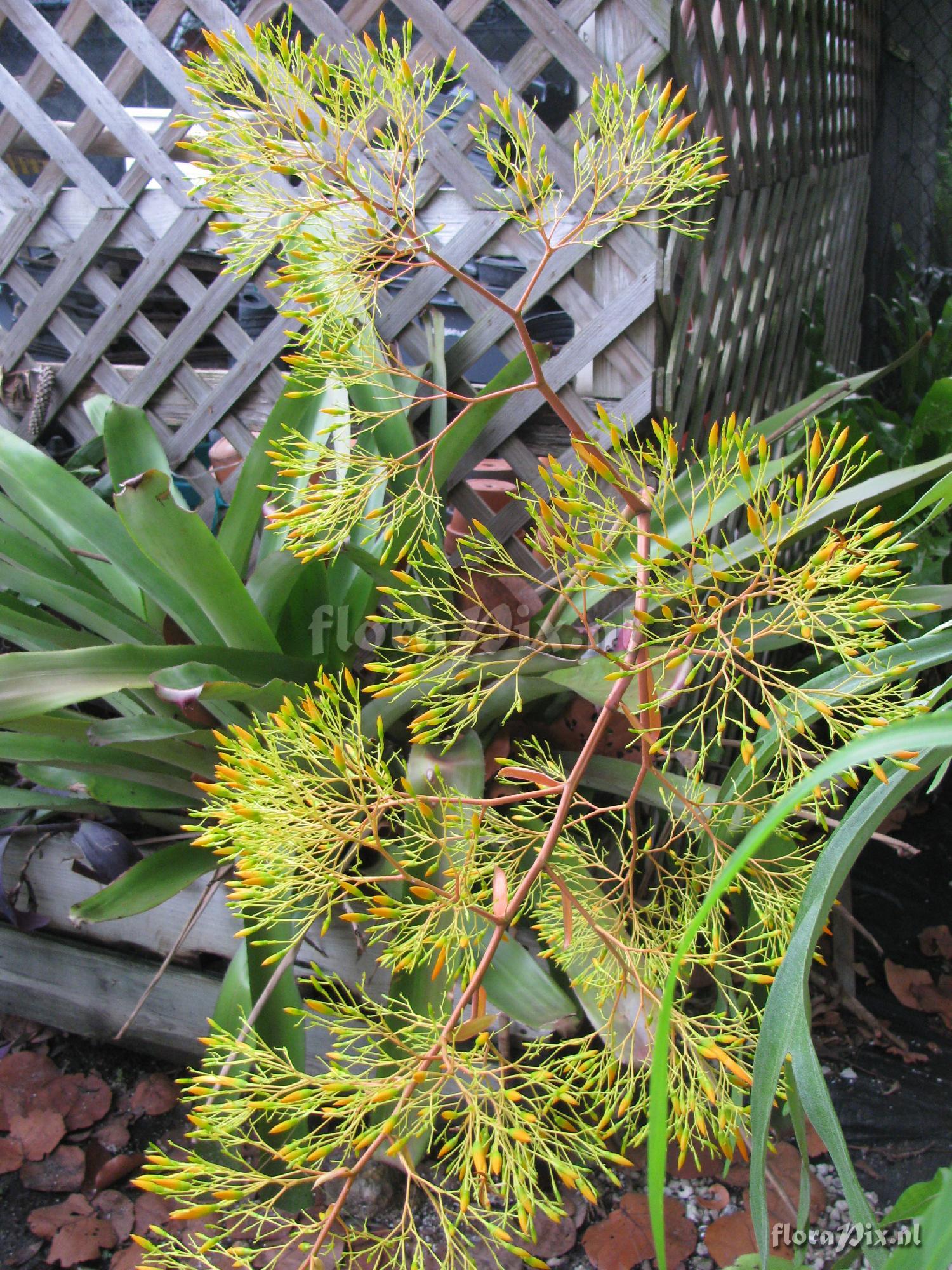 Aechmea leptantha