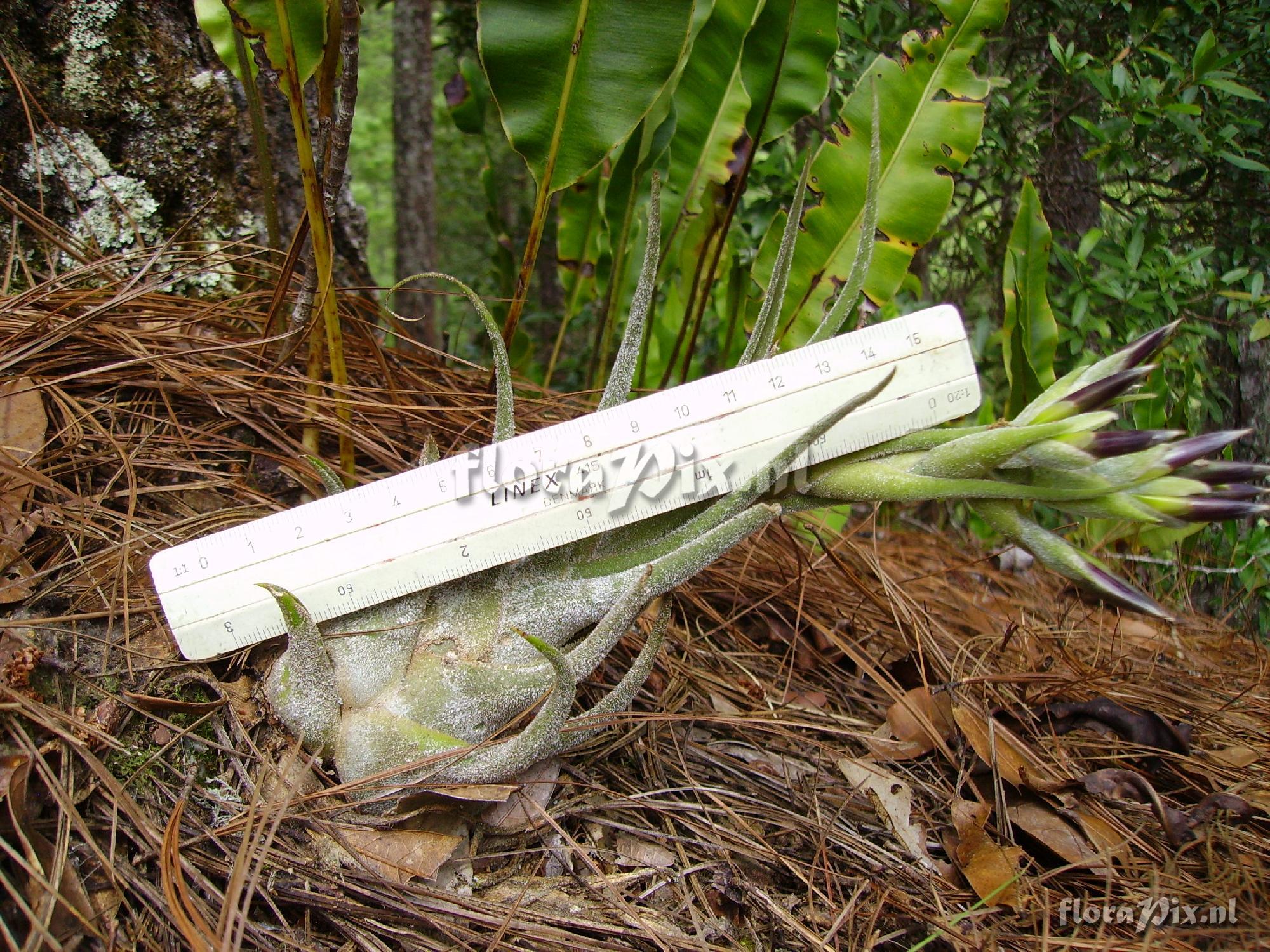 Tillandsia seleriana