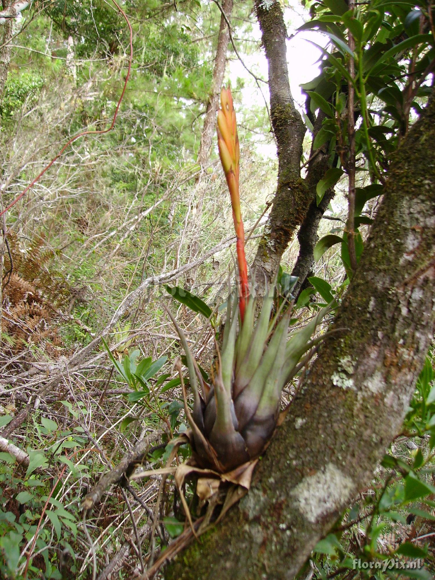 Tillandsia cryptopoda