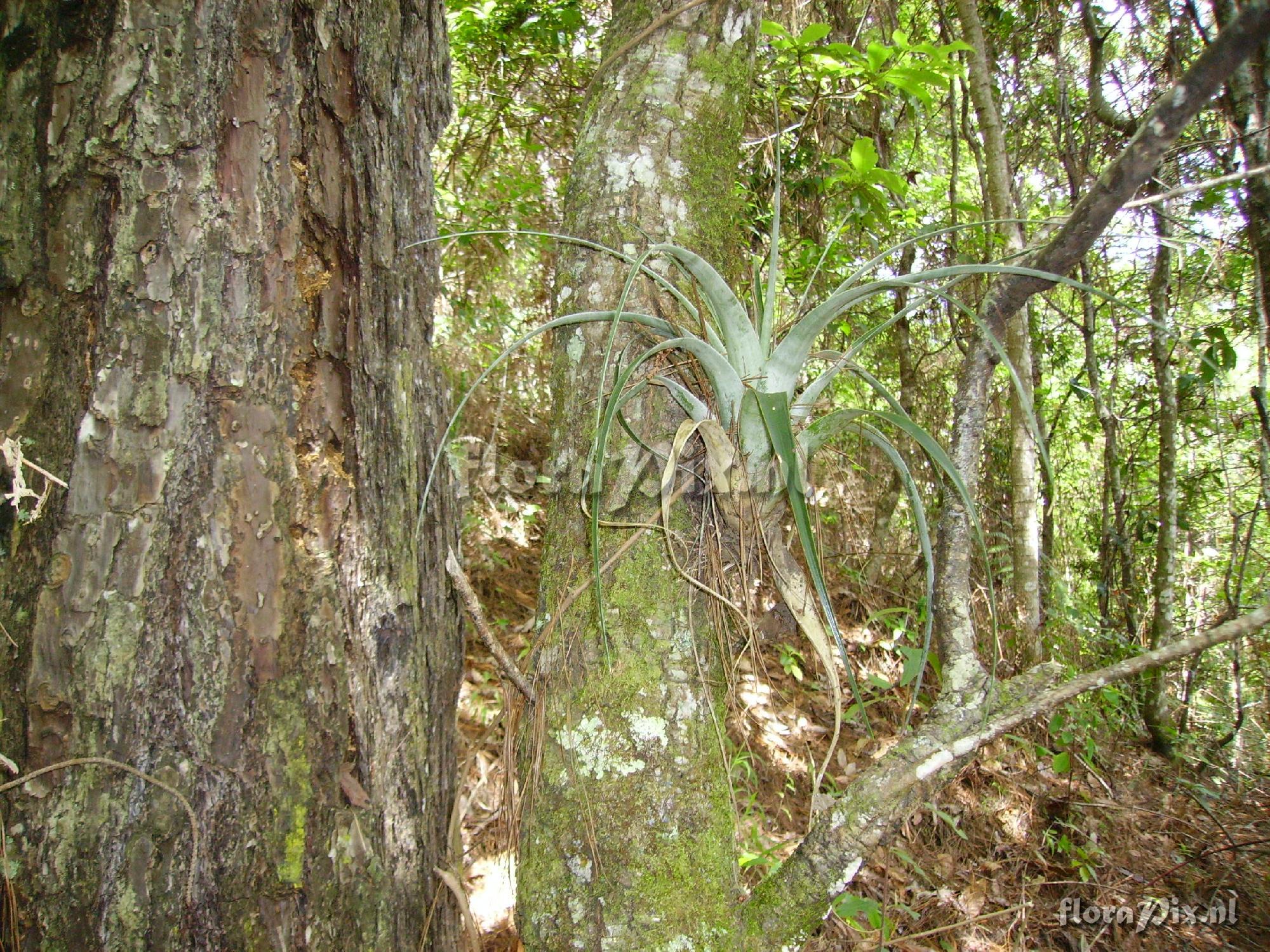 Tillandsia utriculata