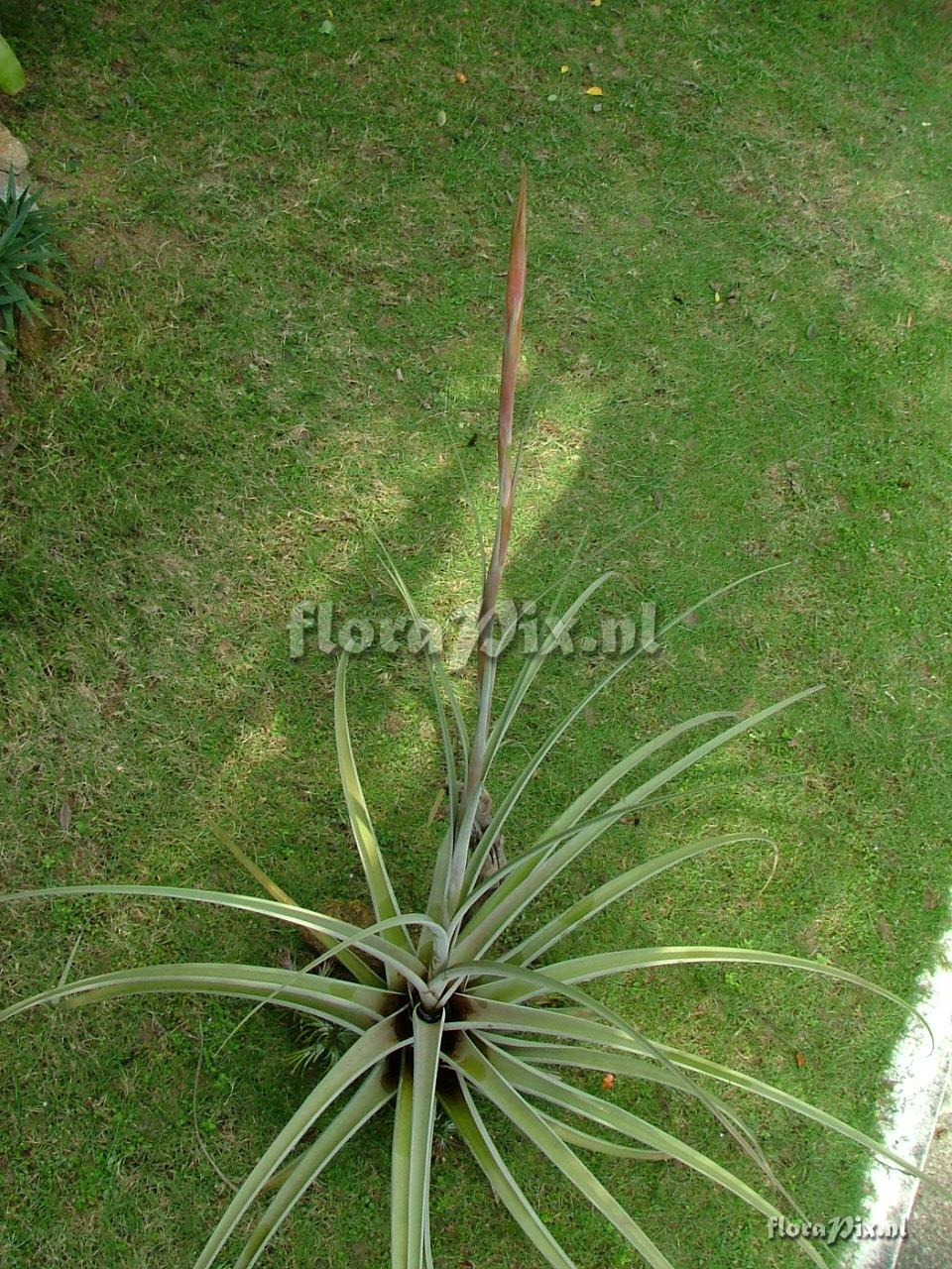 Tillandsia gunter nolleri