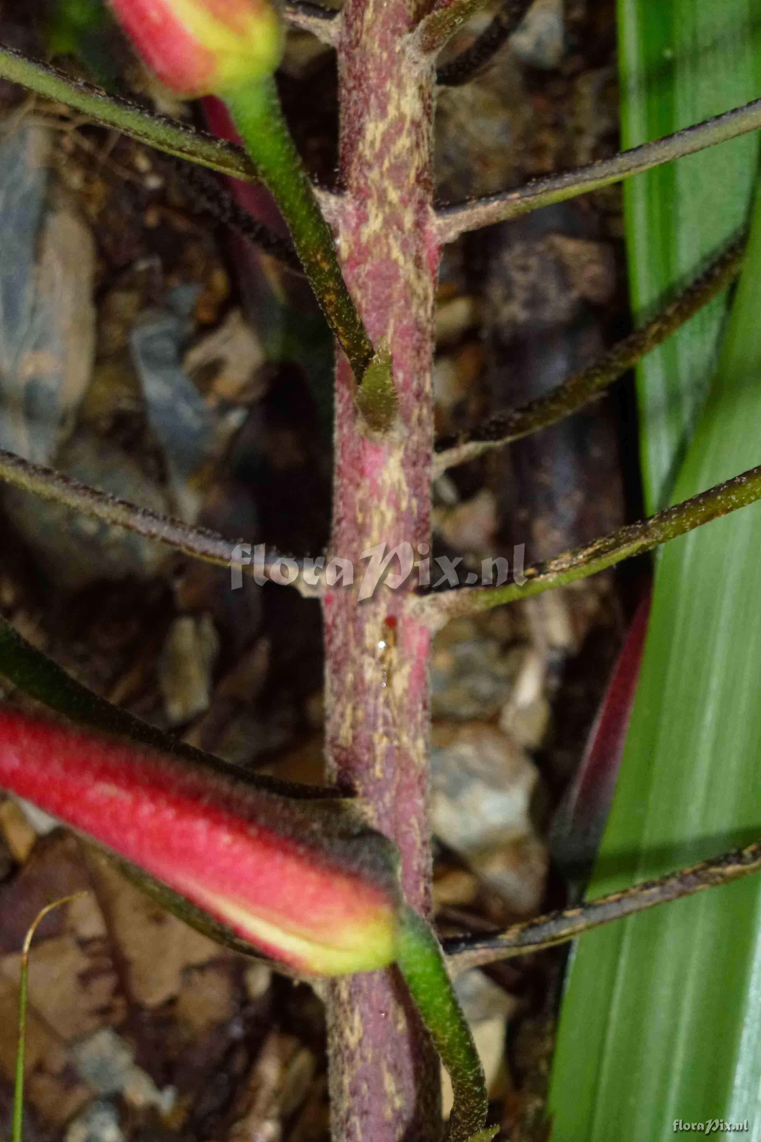 Pitcairnia sp