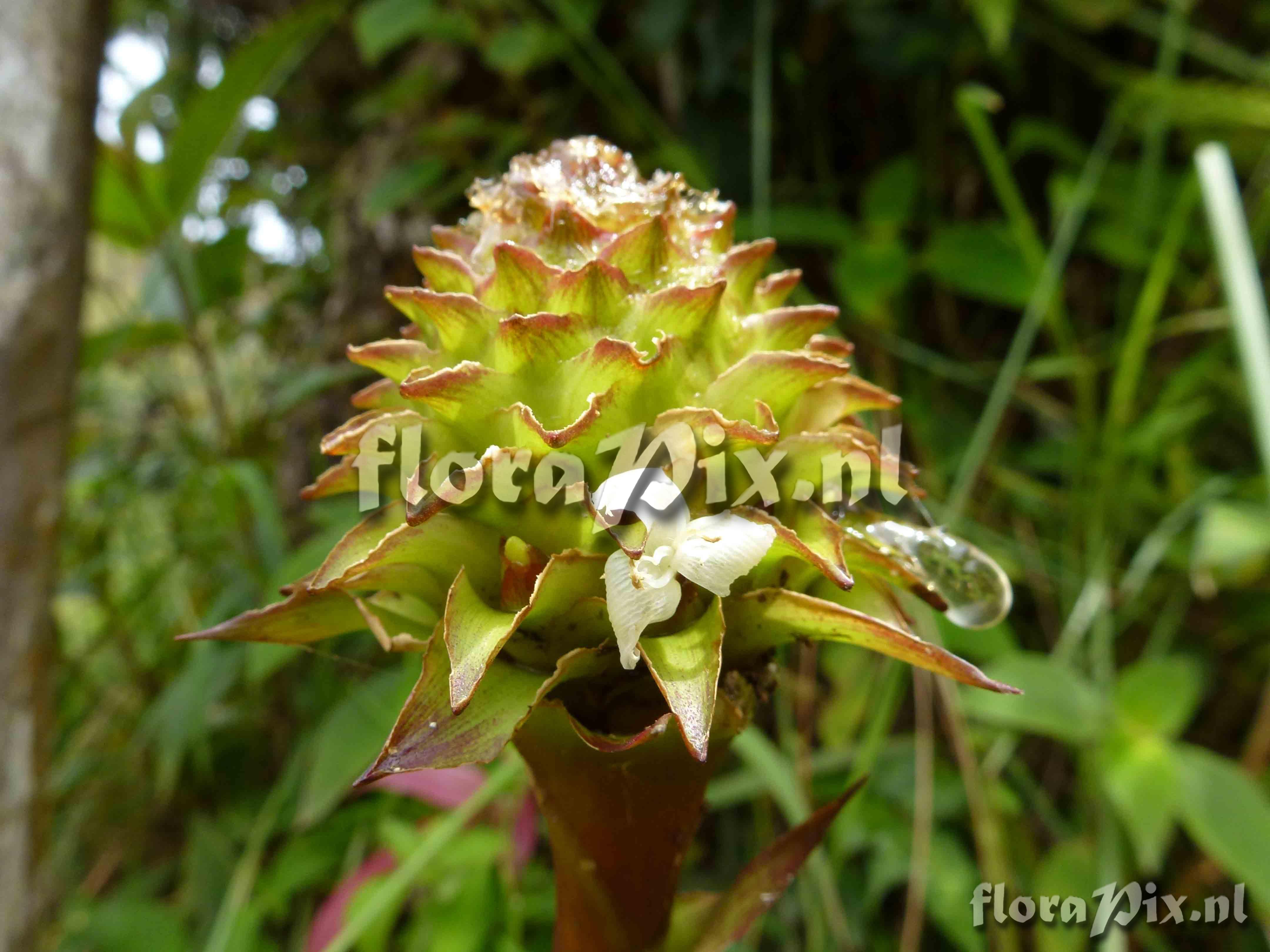Guzmania sp