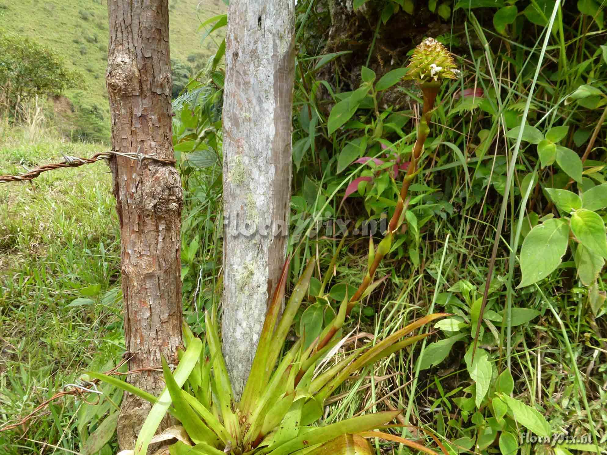 Guzmania sp