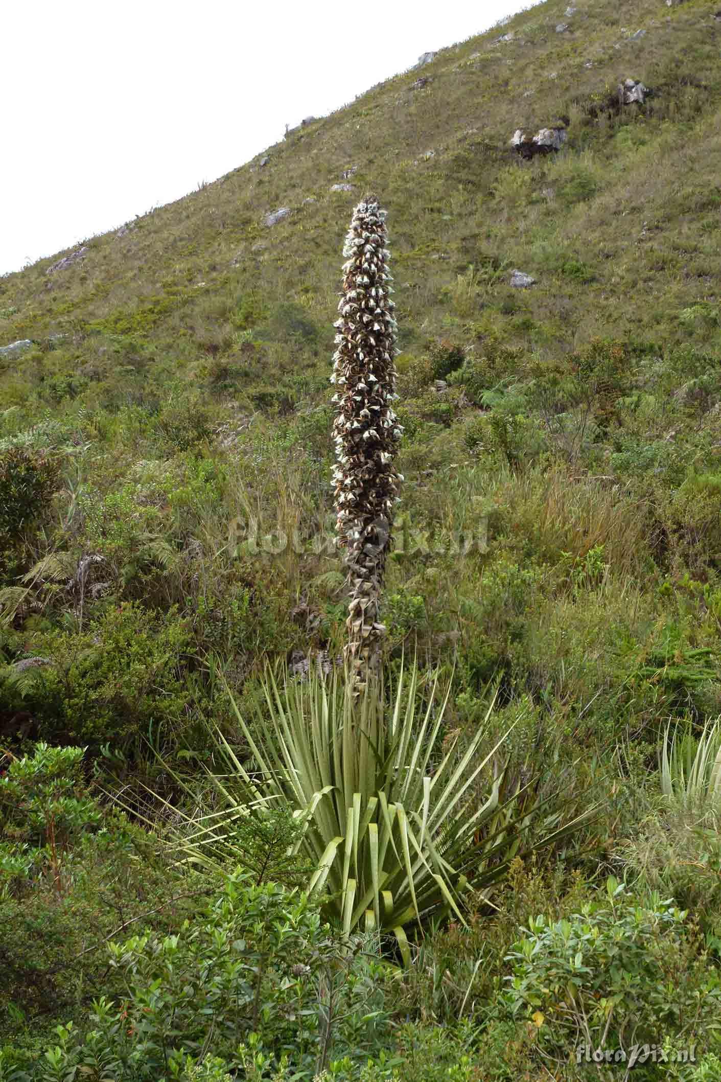 Puya sp