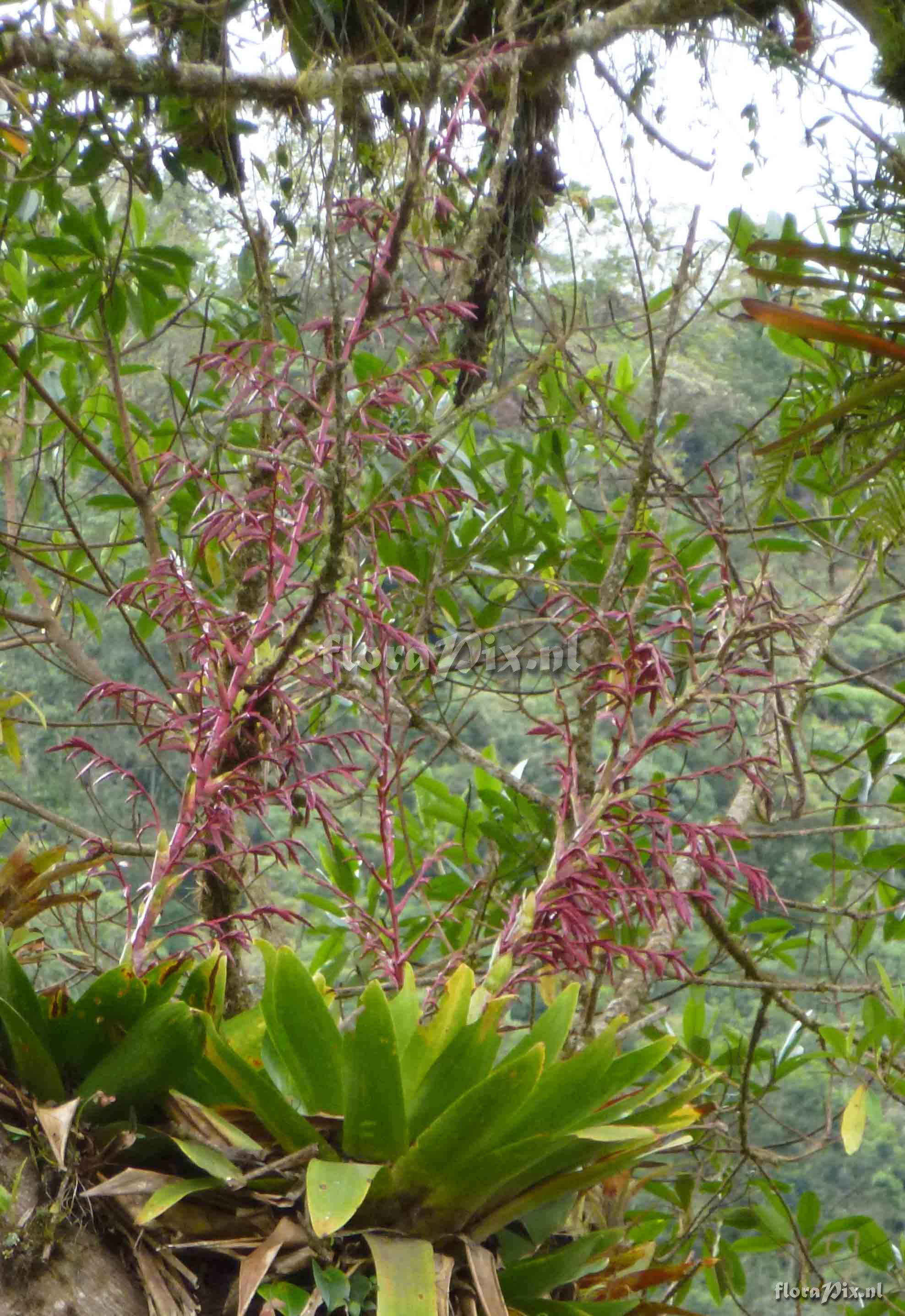 Tillandsia sp