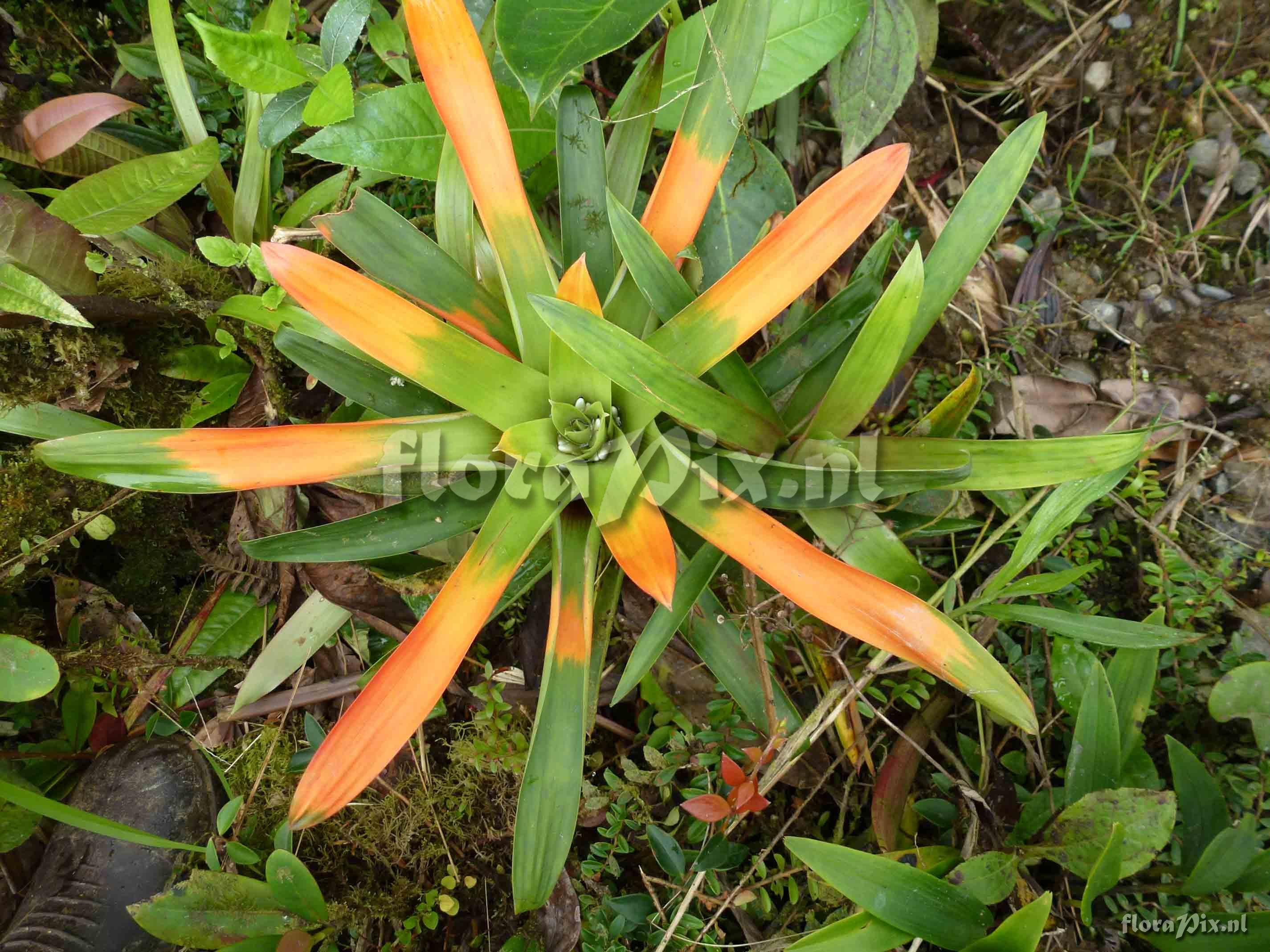 Guzmania sp