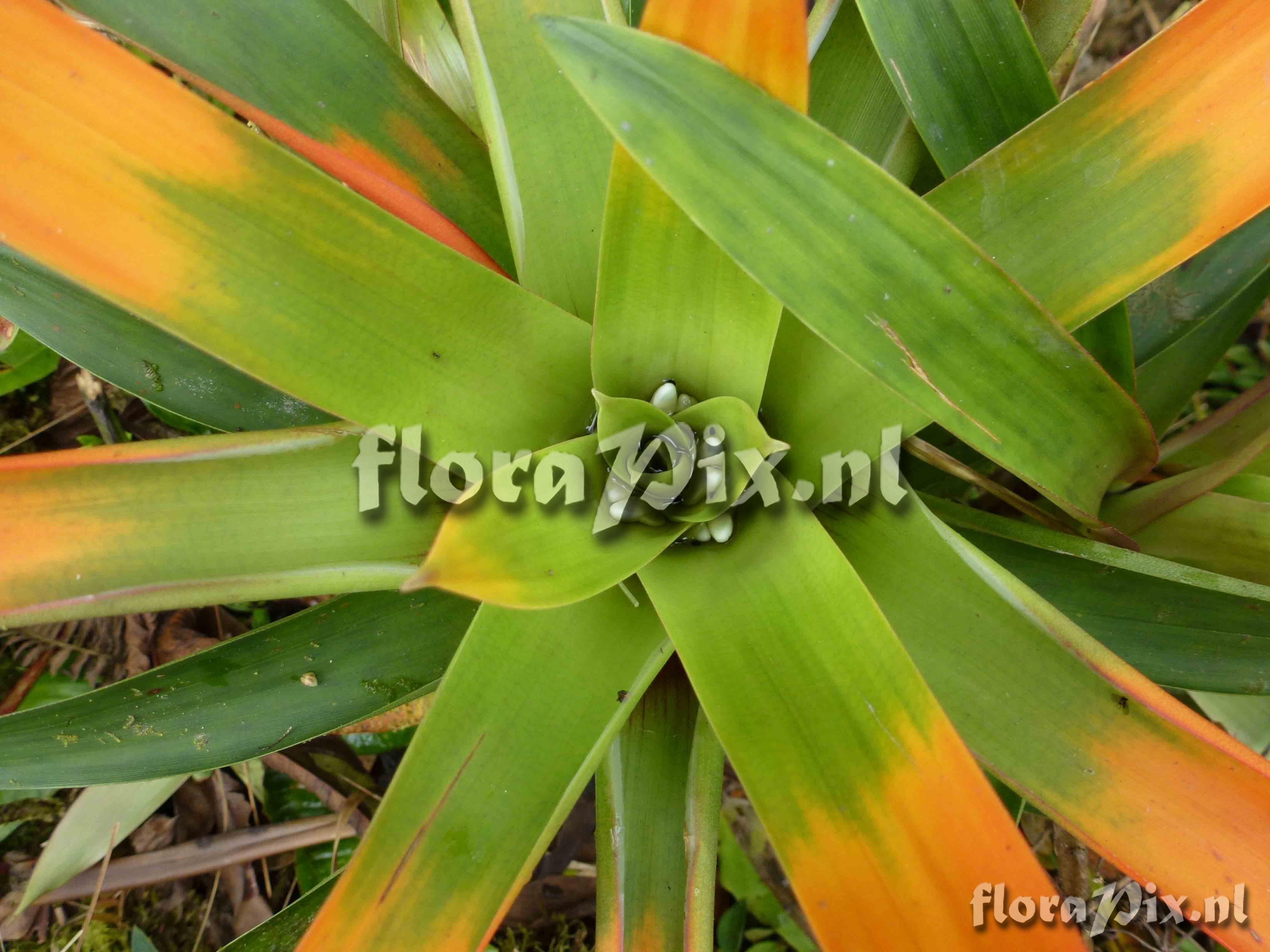 Guzmania sp