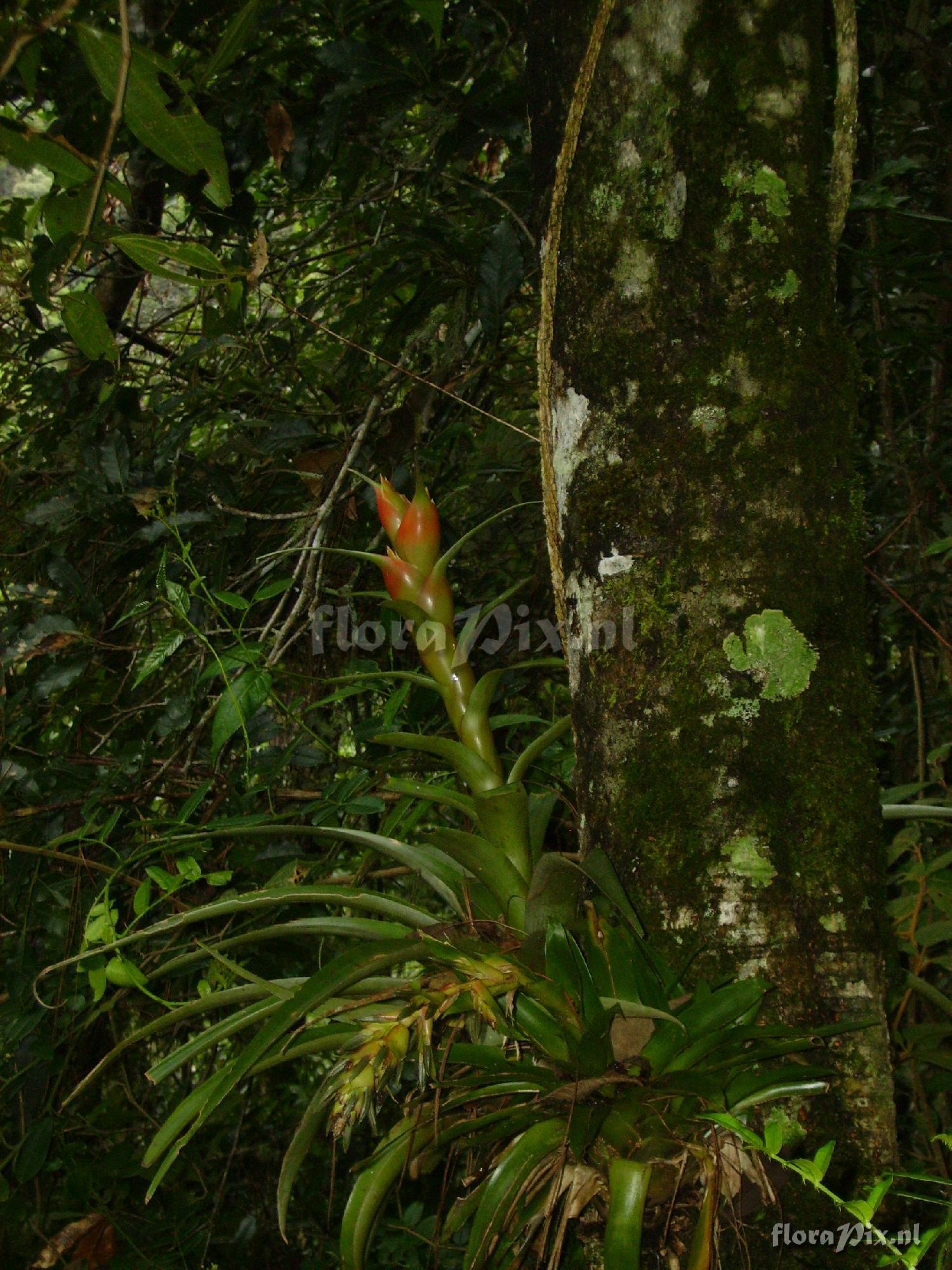 Tillandsia ponderosa