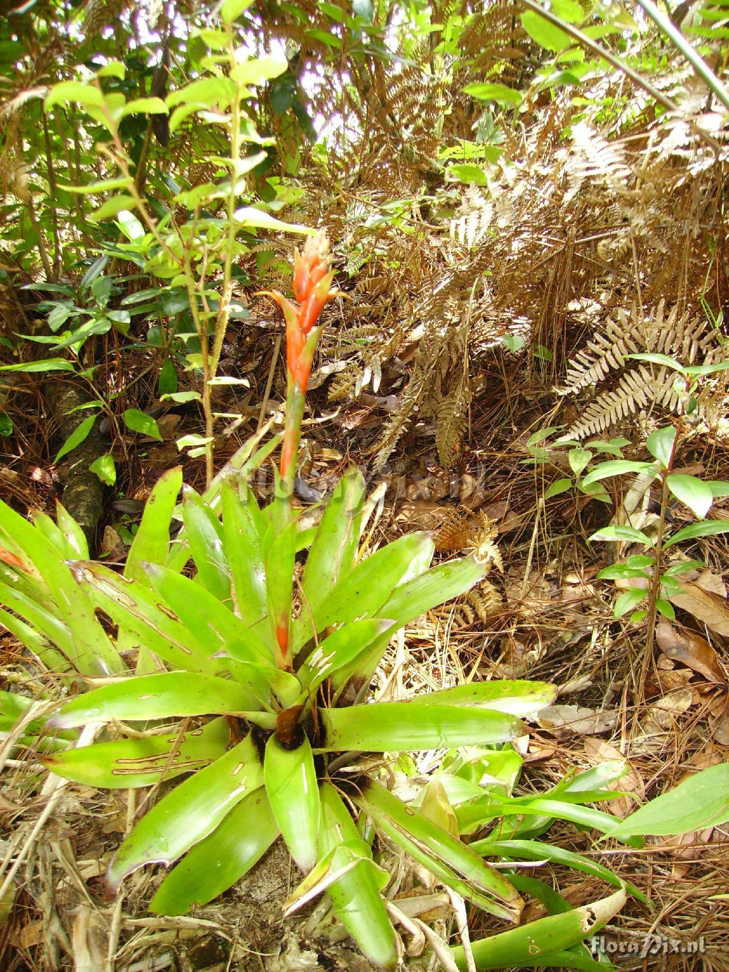 Tillandsia spec.