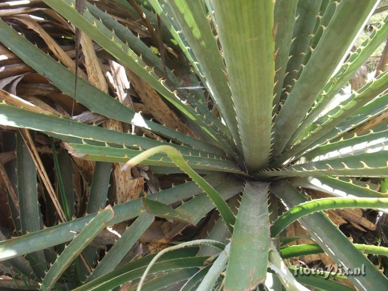 Puya weberbaueri