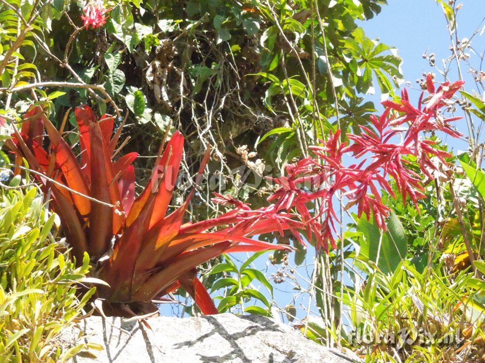 Tillandsia machupicchuensis