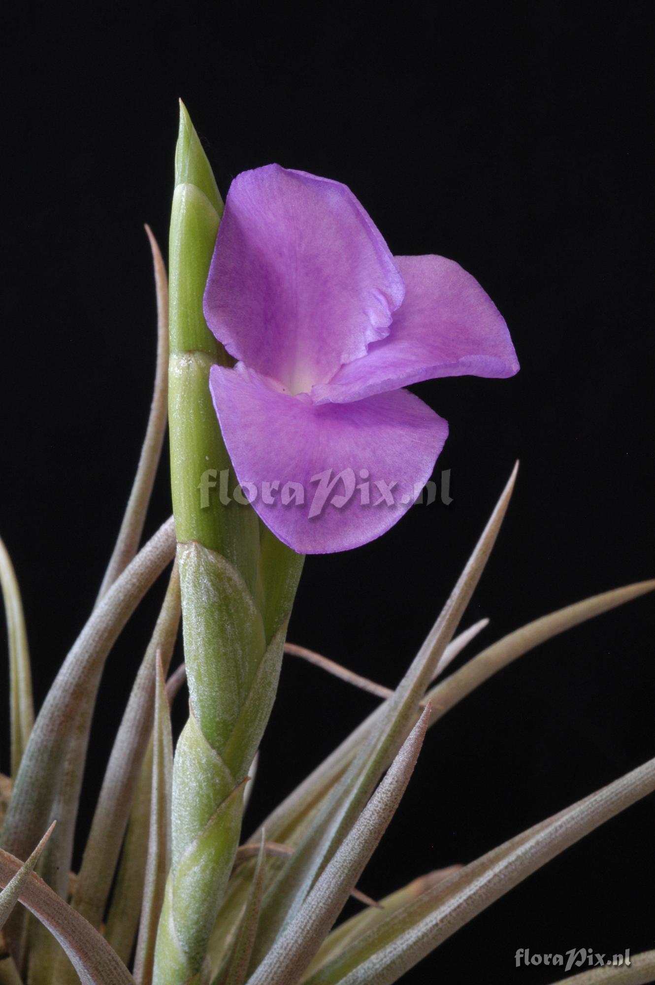 Tillandsia esseriana