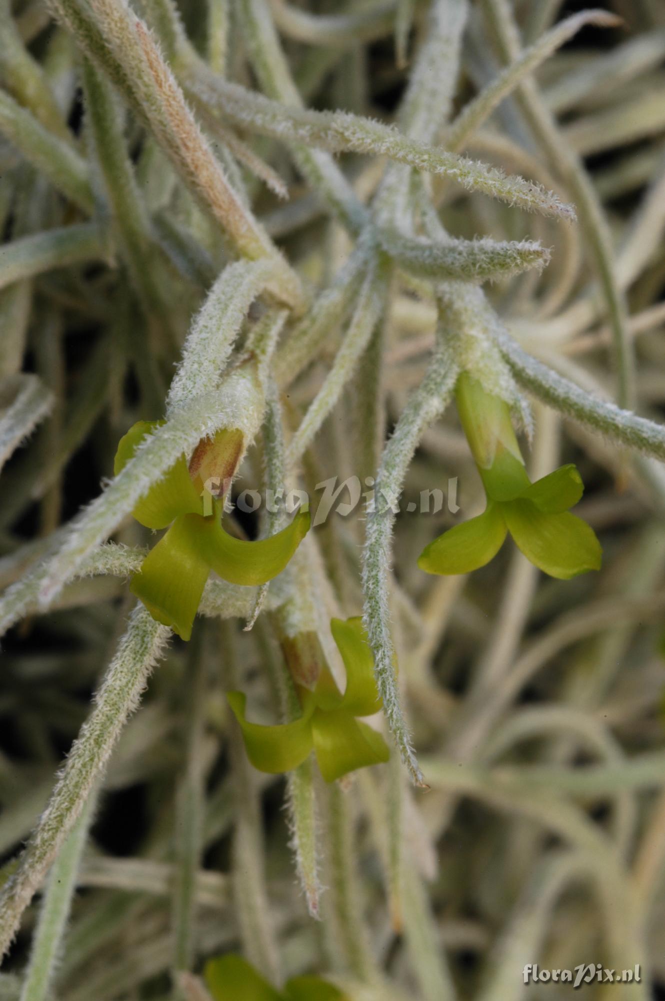 Tillandsia usneoides