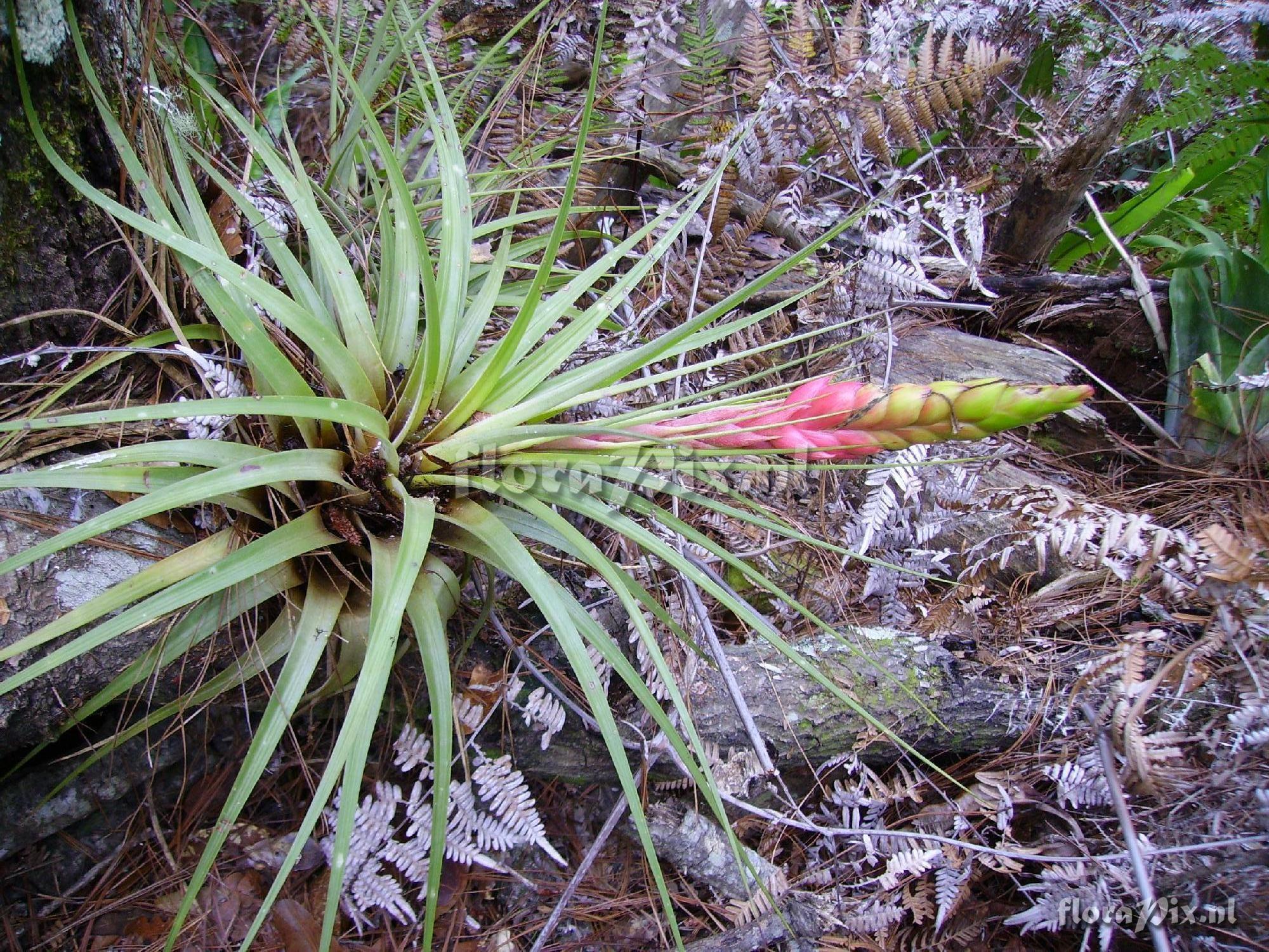 Tillandsia spec.