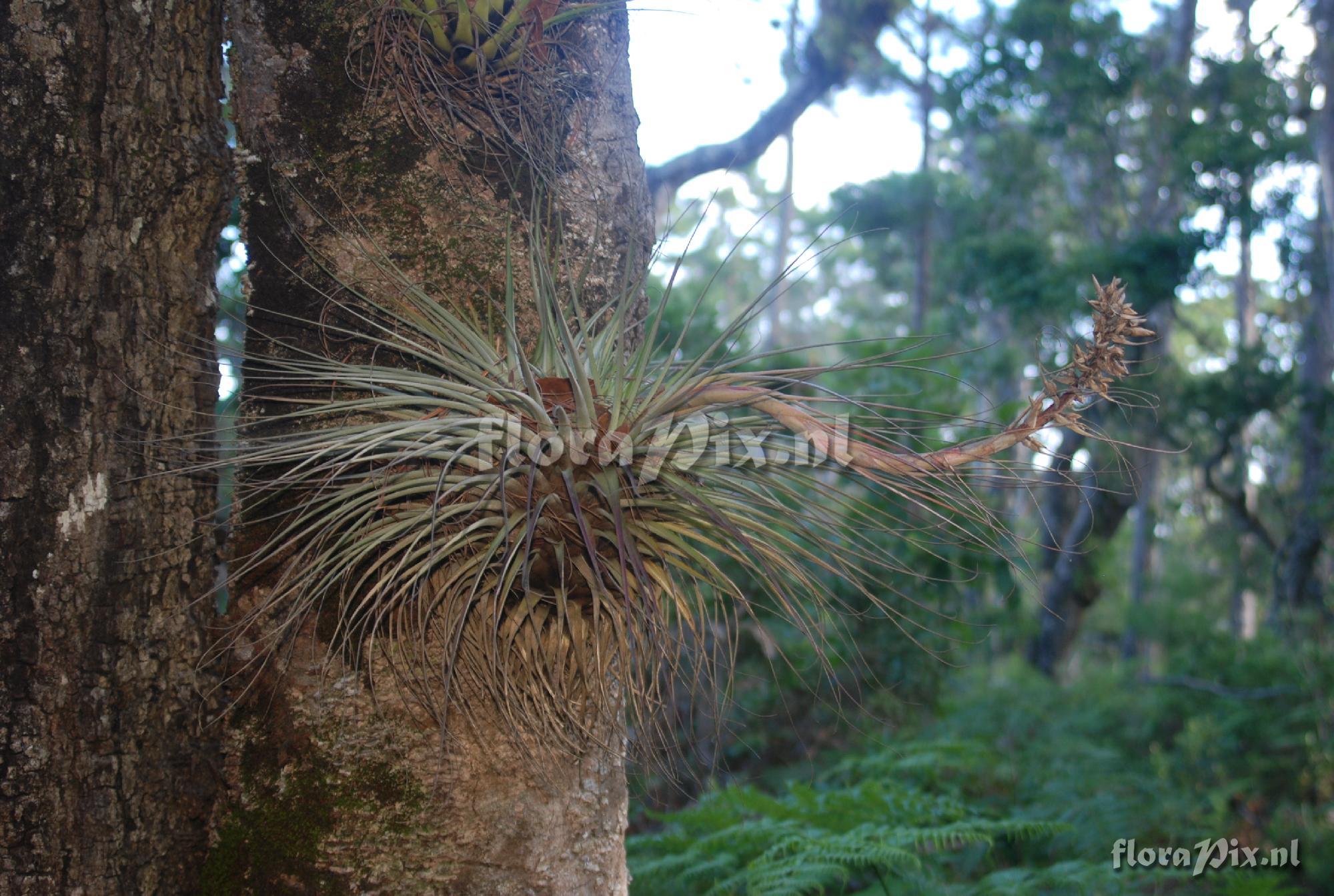 Tillandsia vicentina