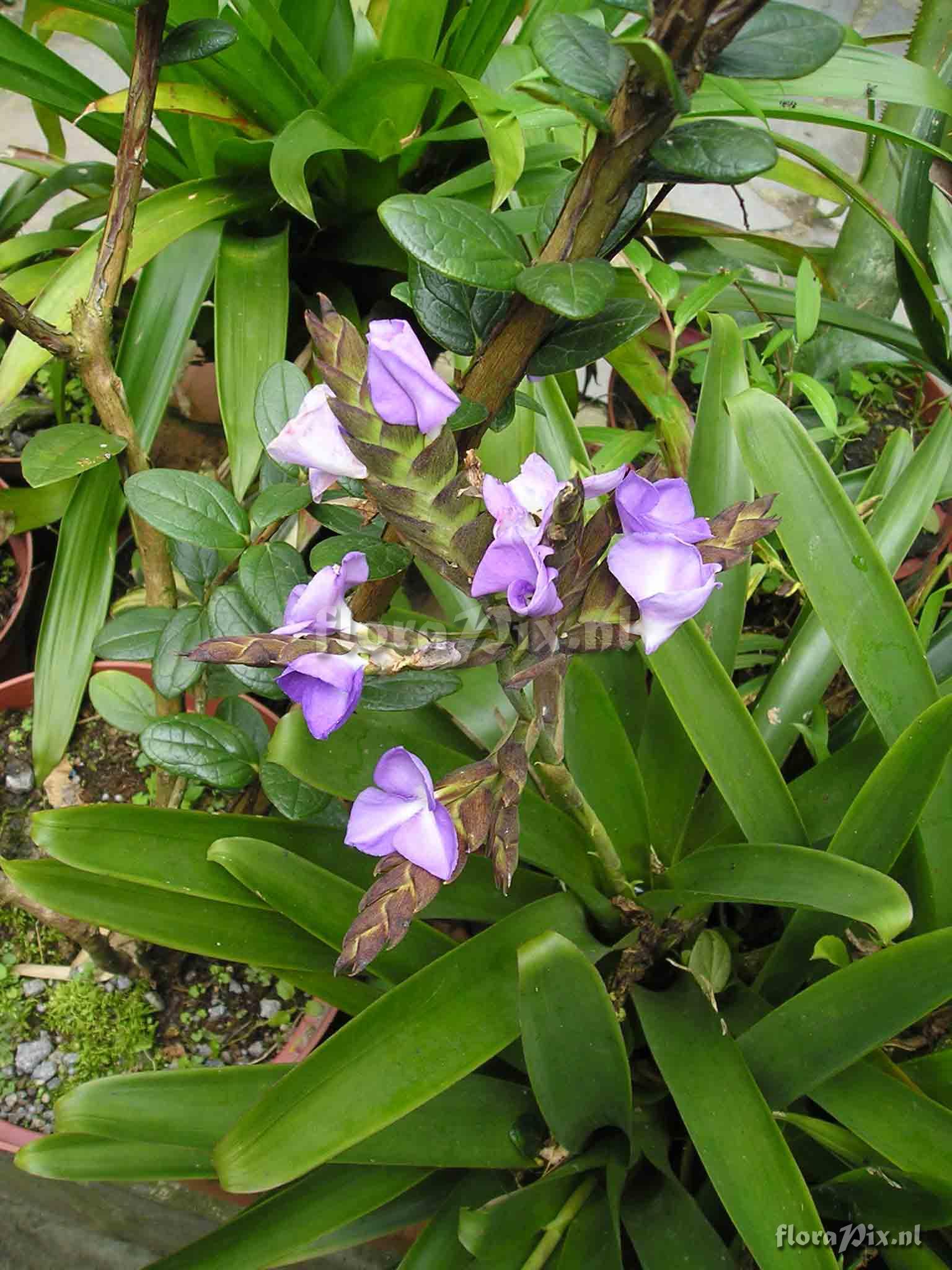 Tillandsia hamaleana