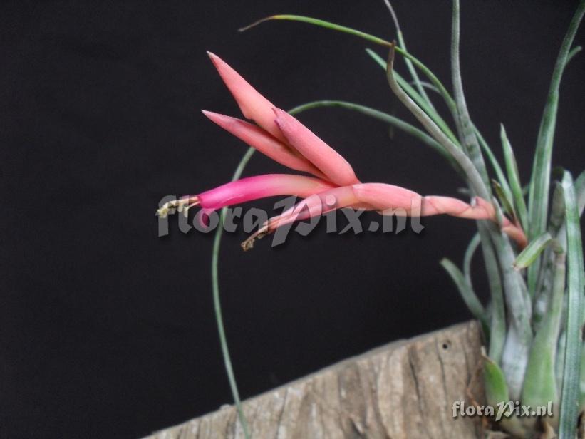 Tillandsia paraensis