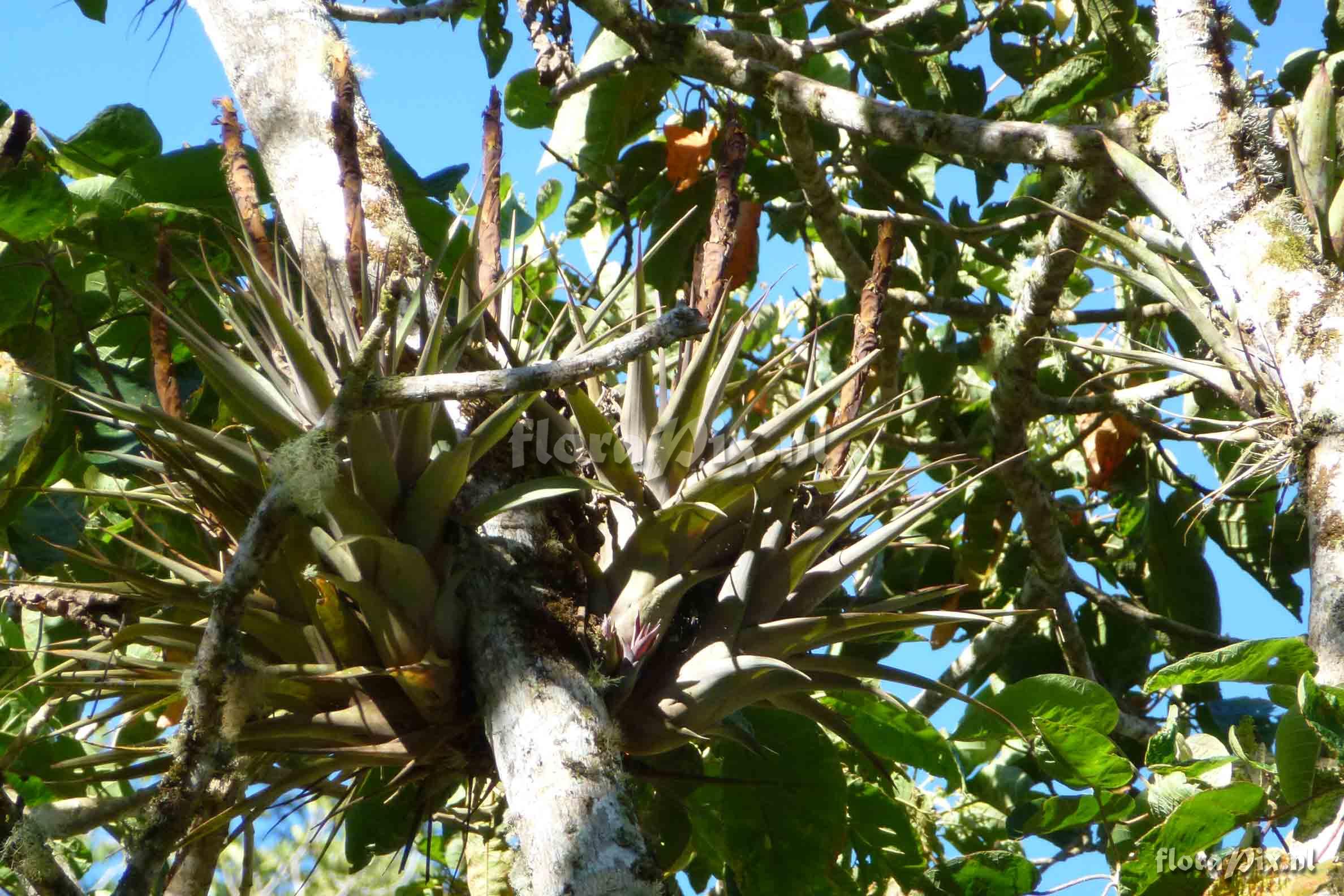 Tillandsia sp