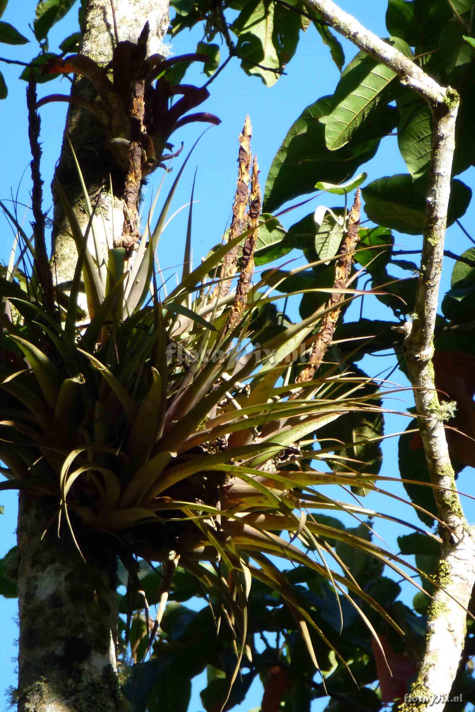 Tillandsia sp