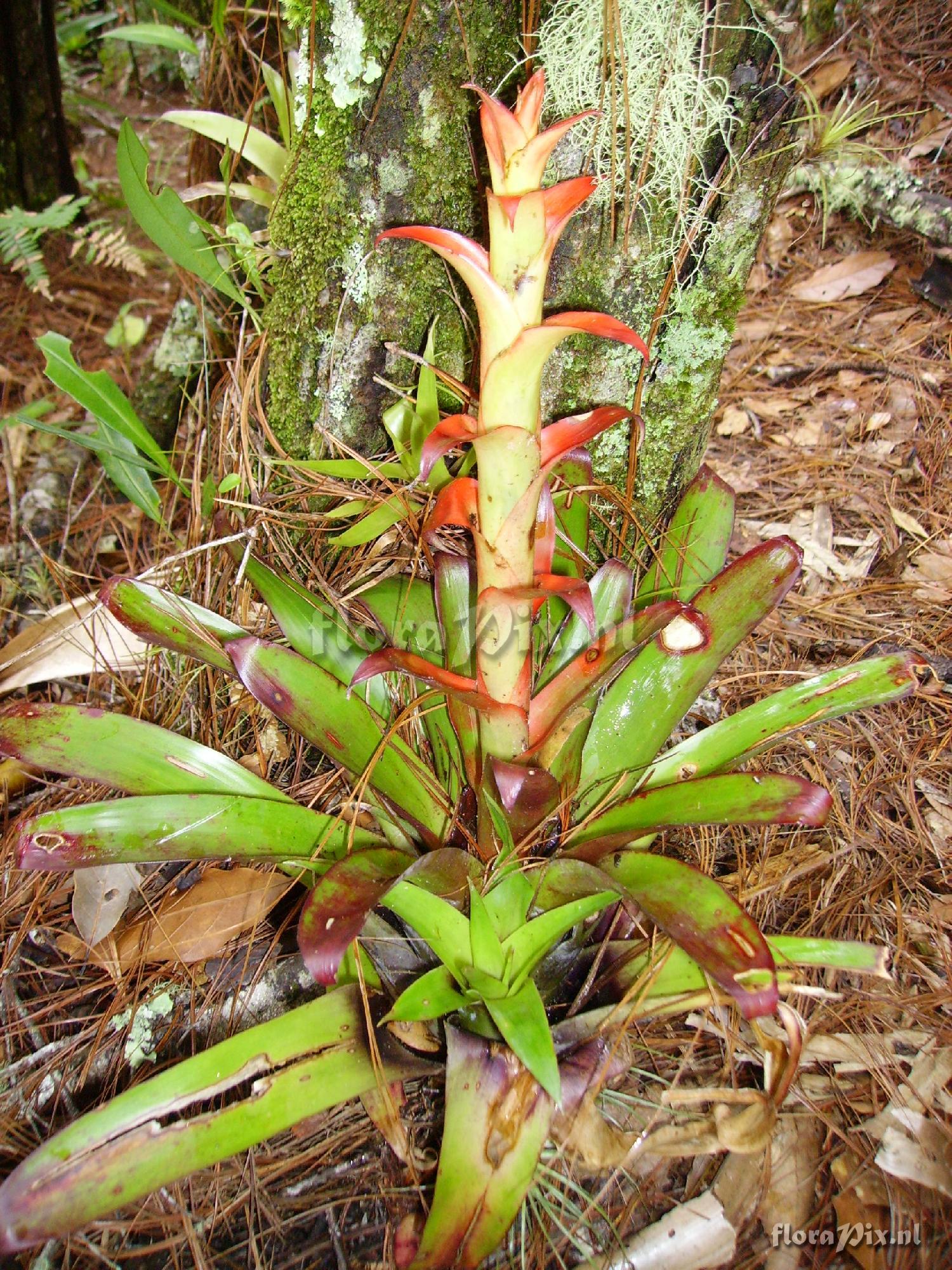 Tillandsia candelifera