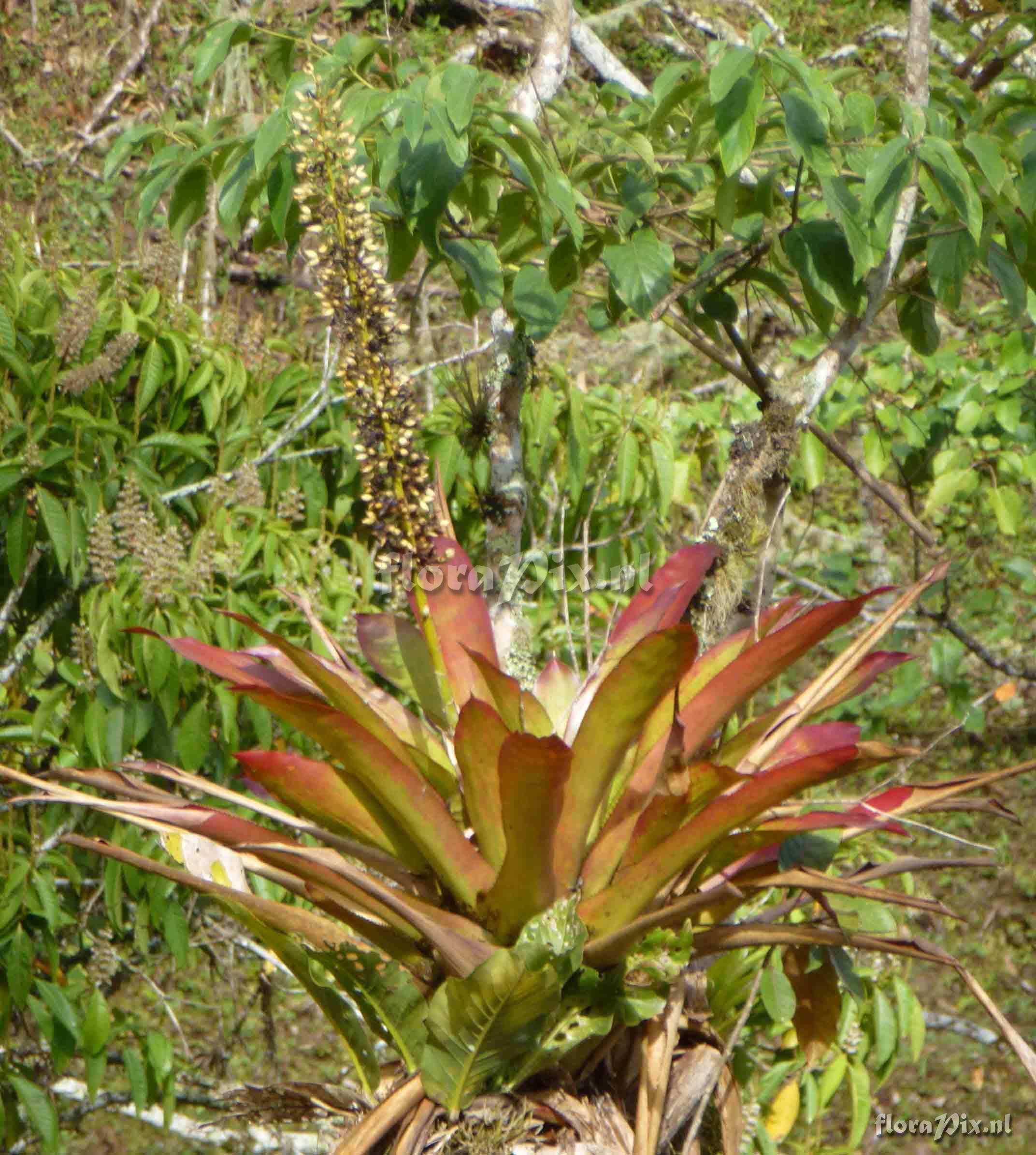 Aechmea sp