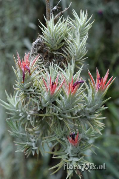 Tillandsia ionantha VanHiningii