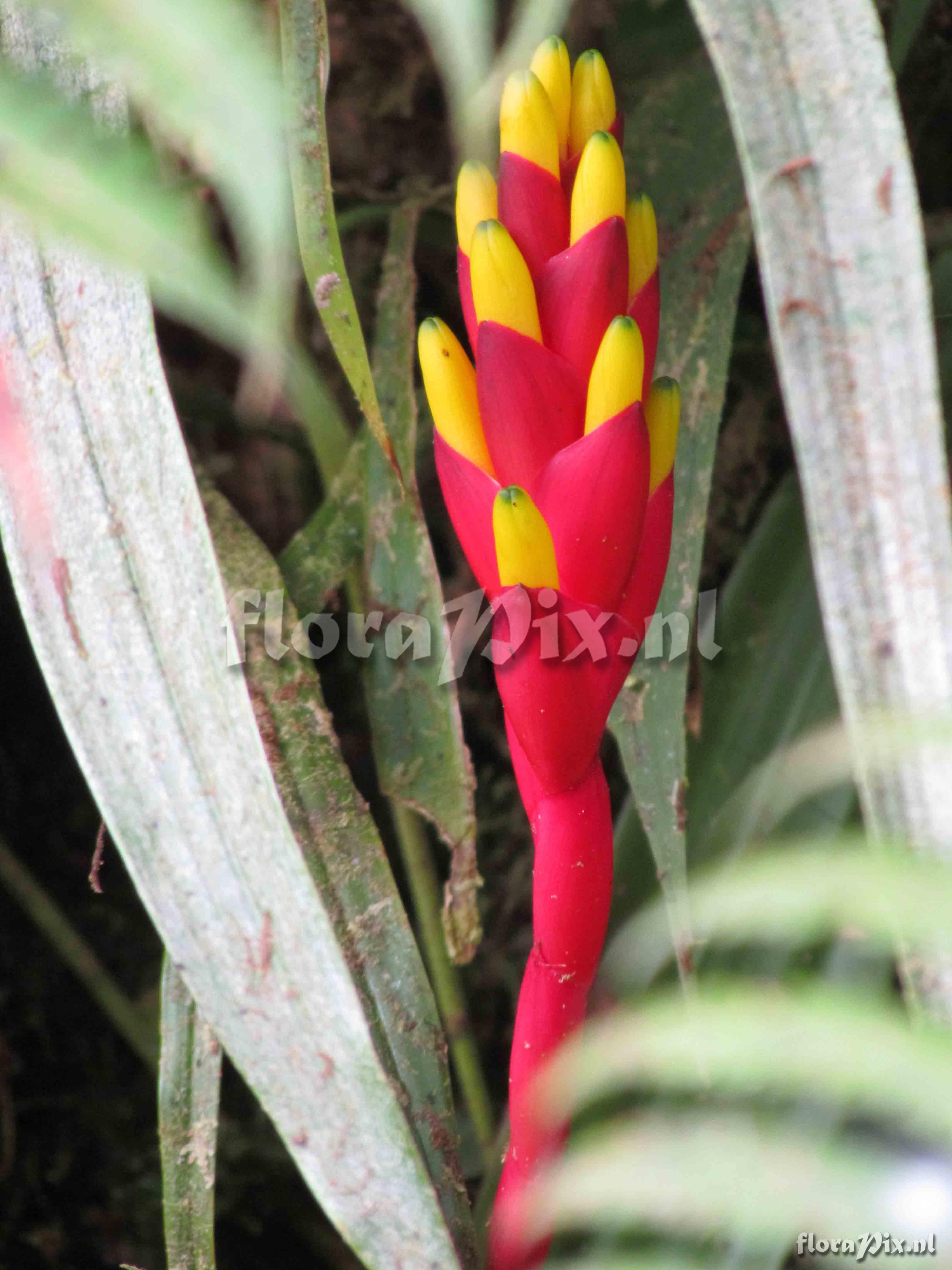 Guzmania rosea