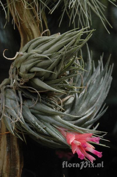 Tillandsia kautskyi