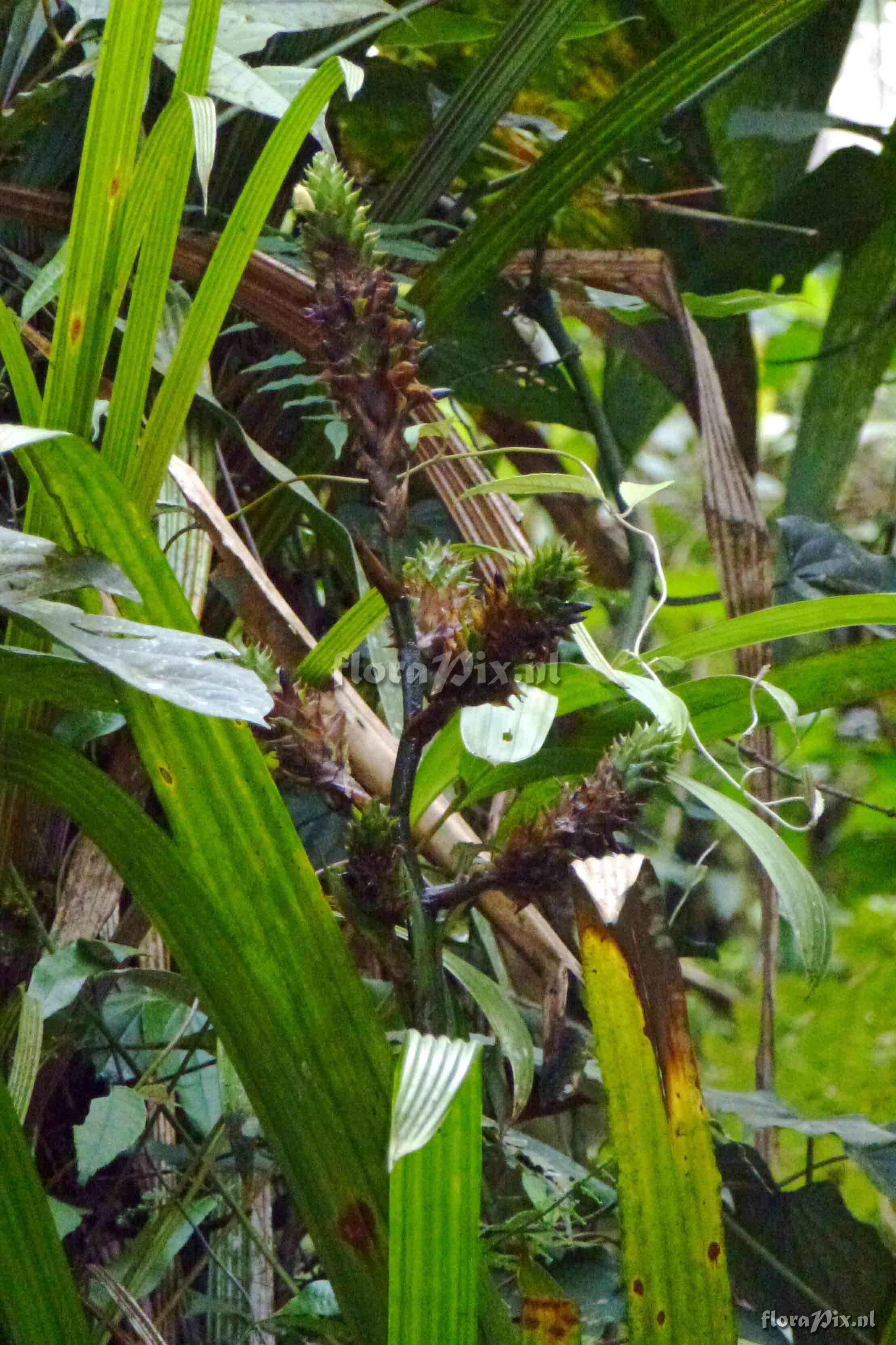 Guzmania hollinenensis