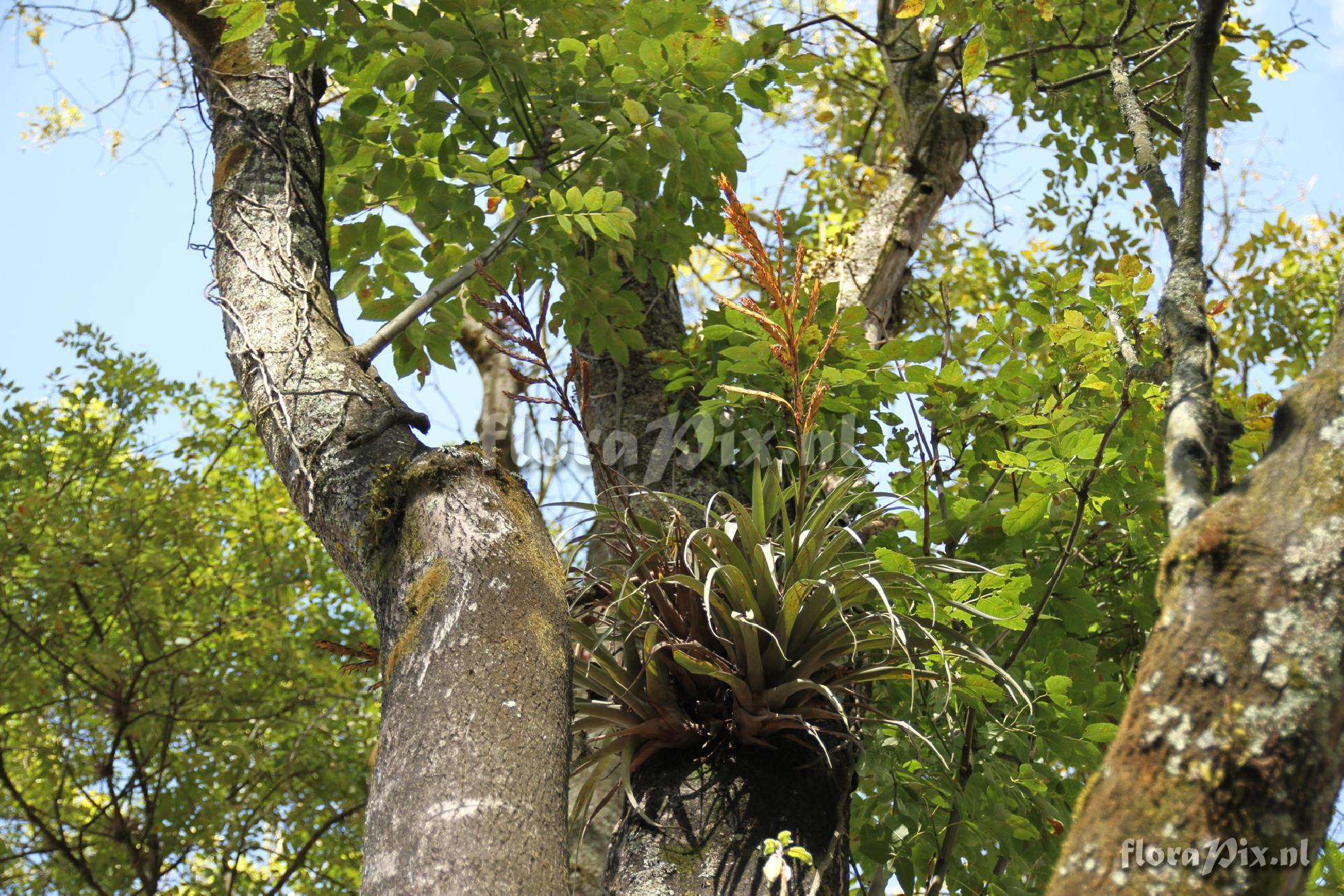 Vriesea gruberi