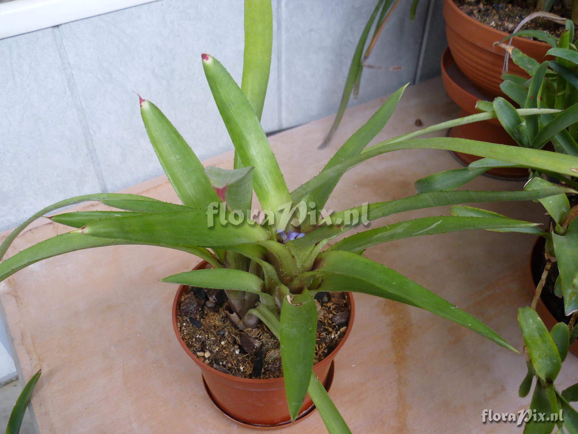 Neoregelia cyanea