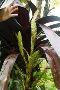 Werauhia sp