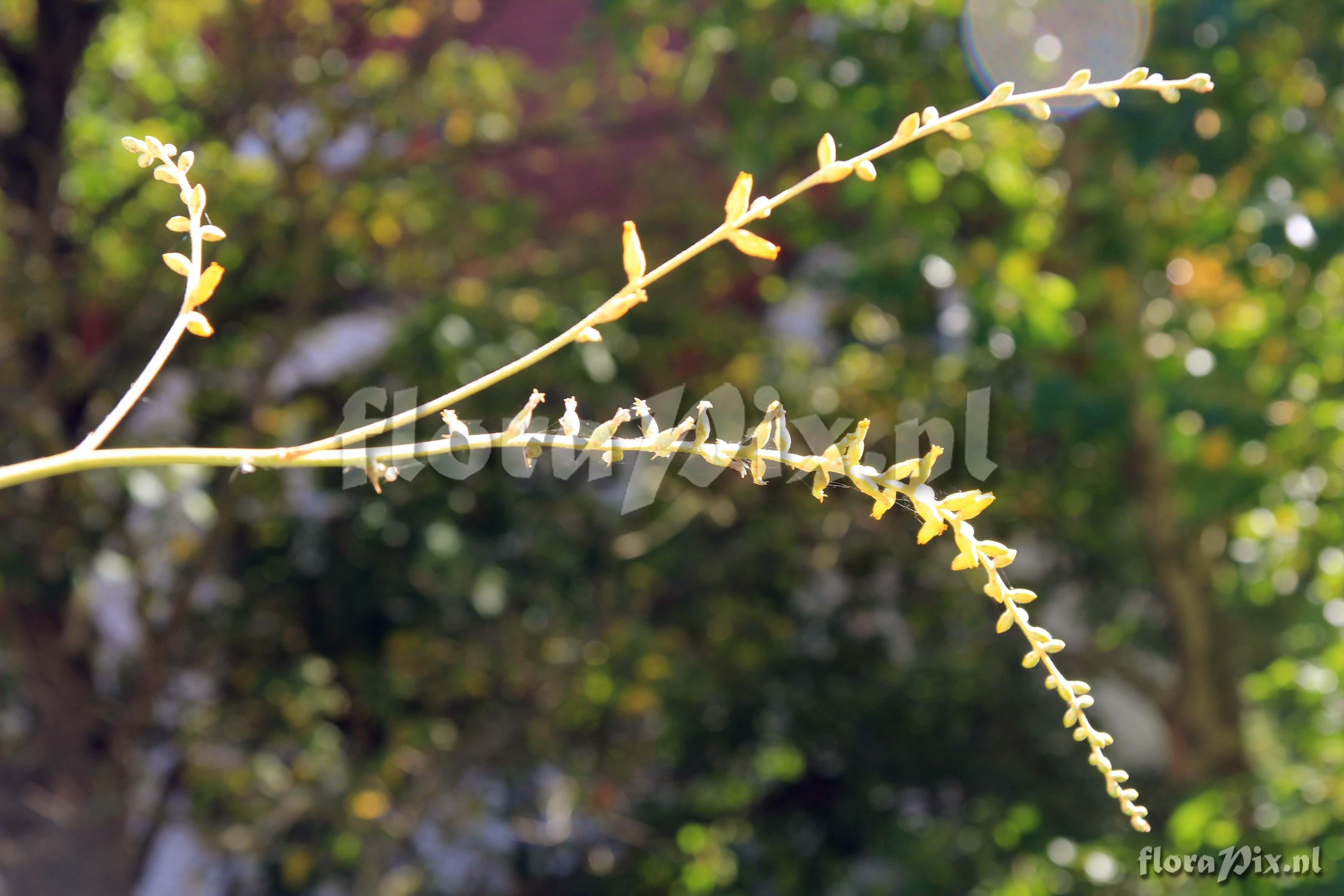 Dyckia hebdingii