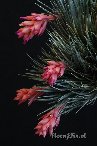 Tillandsia kautskyi