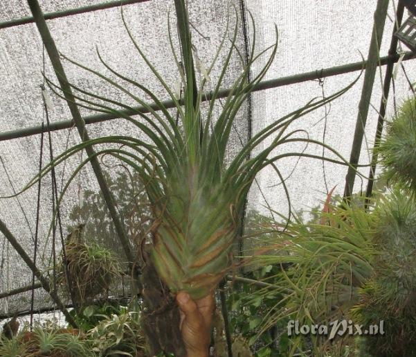 Tillandsia caput-medusae (distichous form)