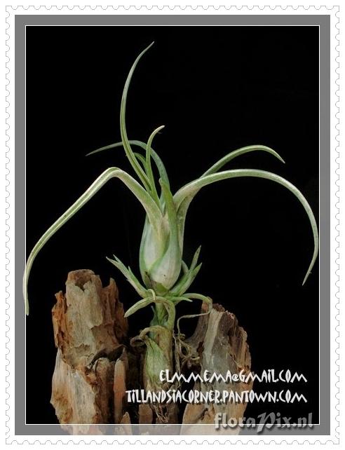 Tillandsia caput-medusae (distichous form)