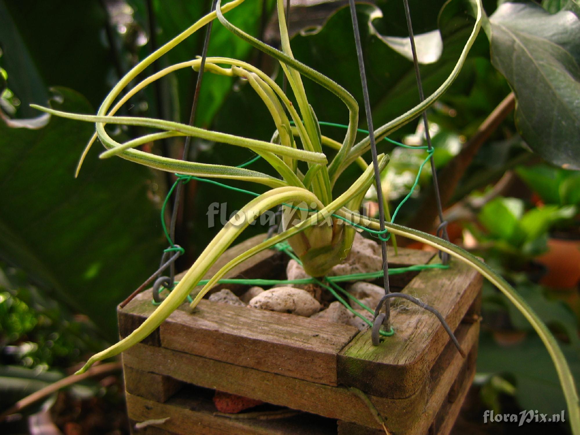 Tillandsia caput-medusae variegated