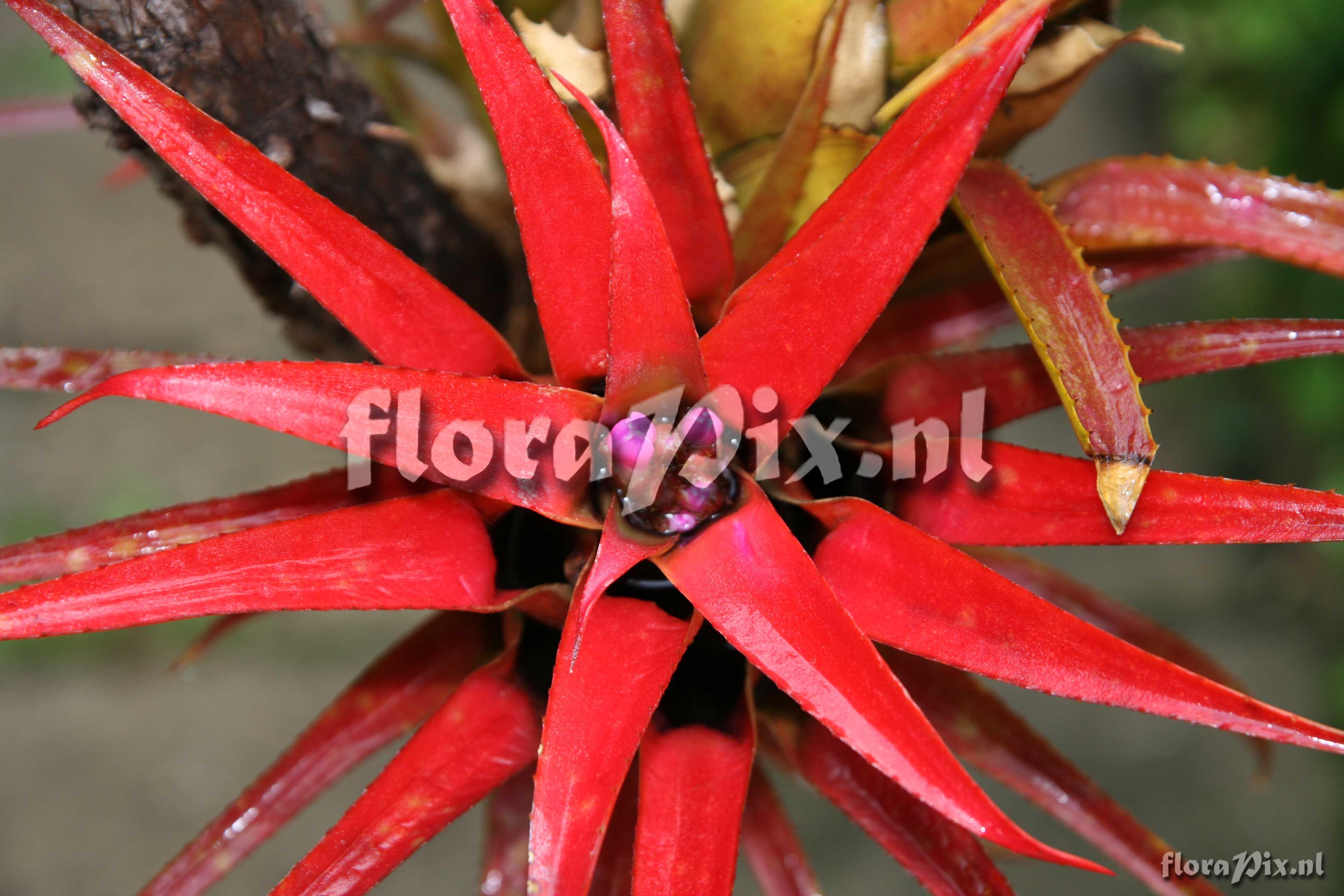 Aechmea recurvata