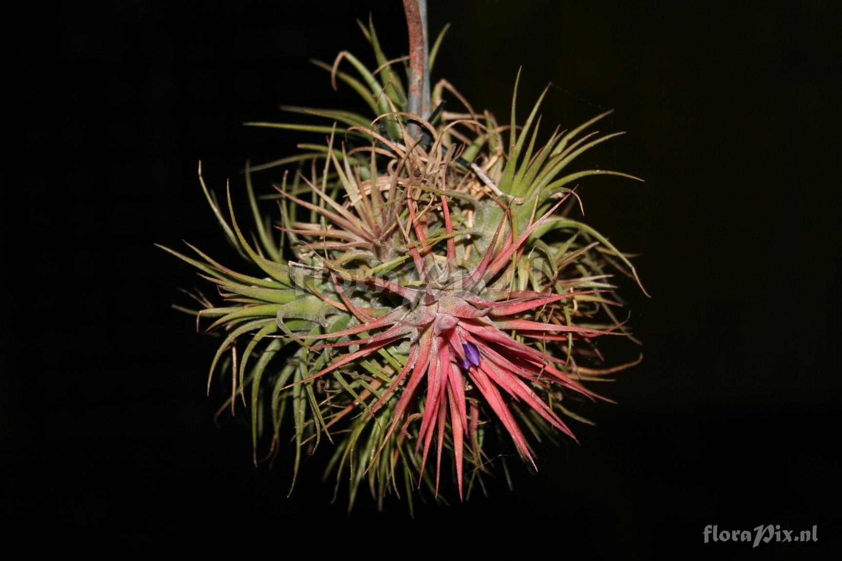 Tillandsia ionantha