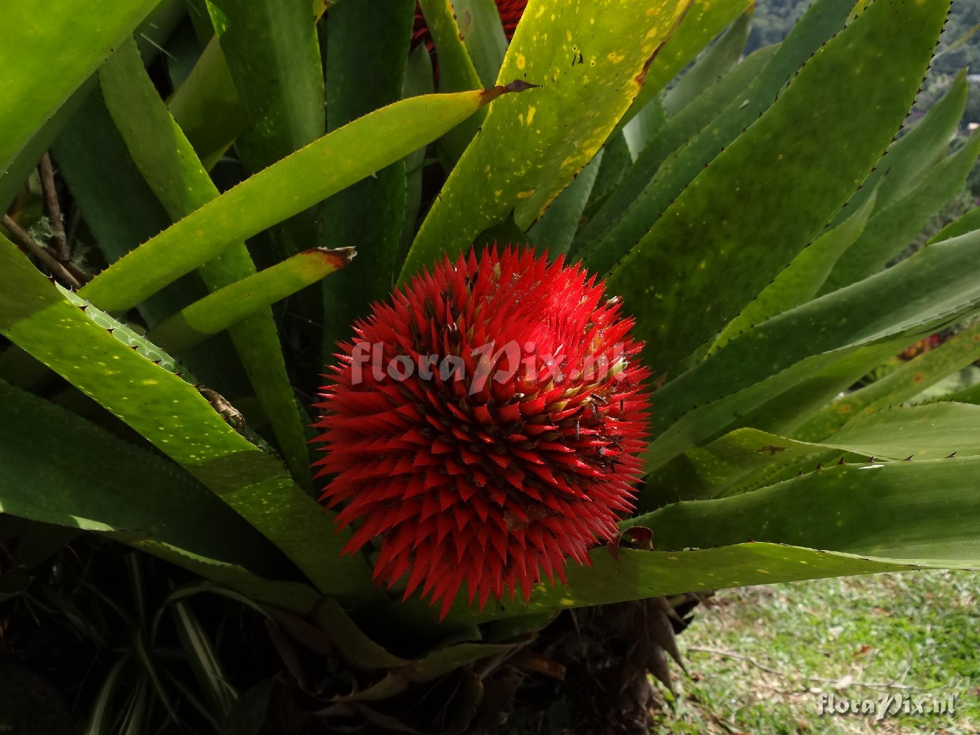 Aechmea depressa