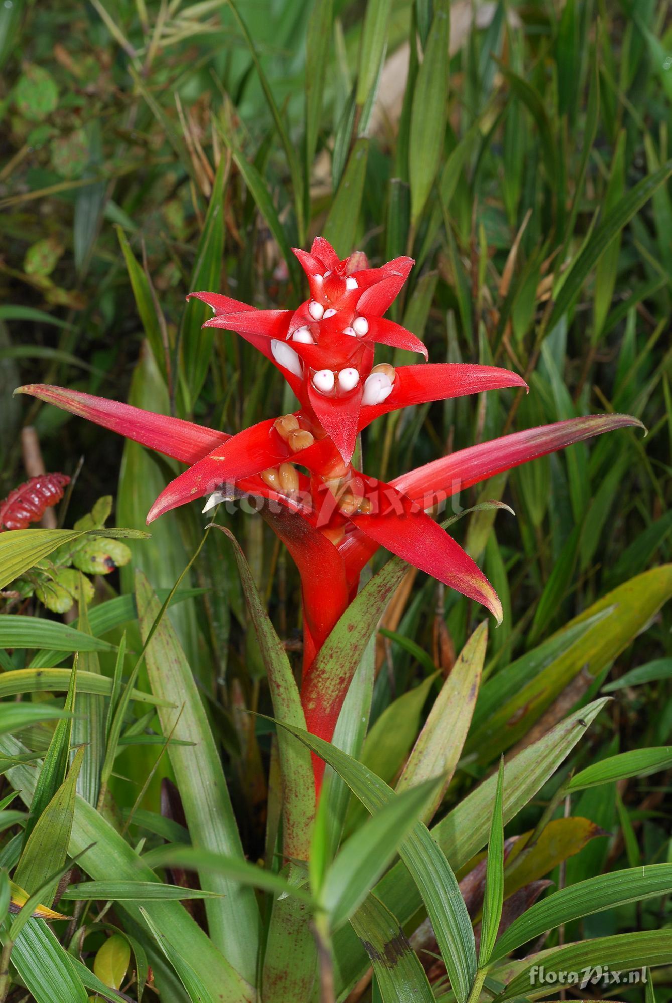 Guzmania mosquerae