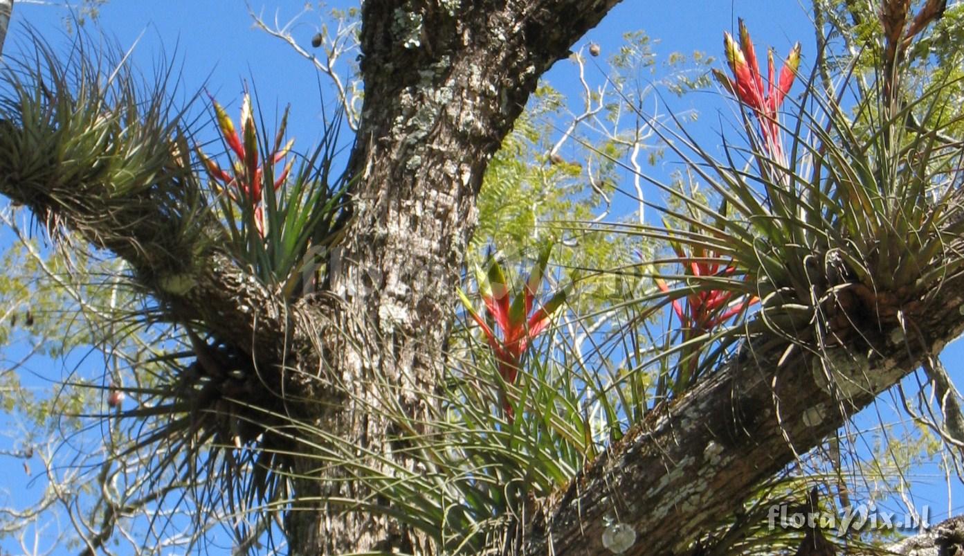 Tillandsia fasciculata